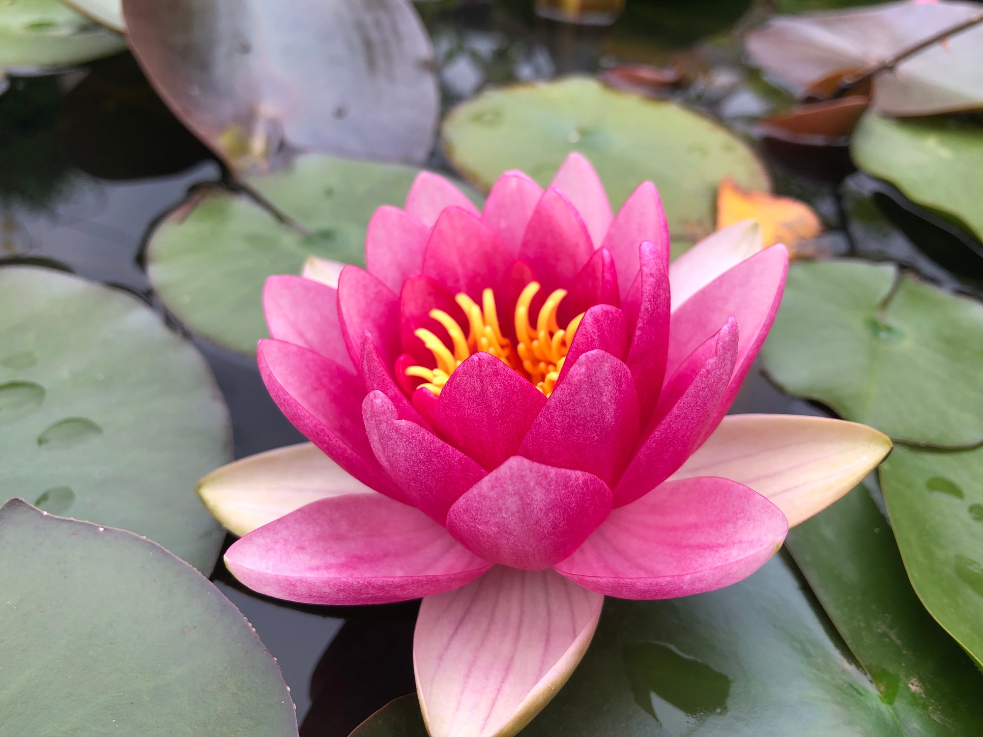 Das Leben als Prozess der Entfaltung