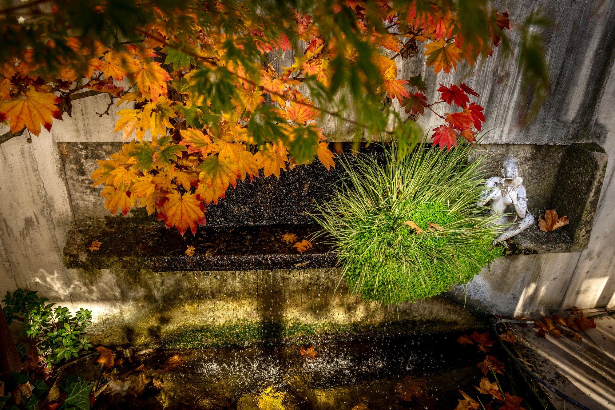 Jardin intemporel - Le restaurant Les Cèdres