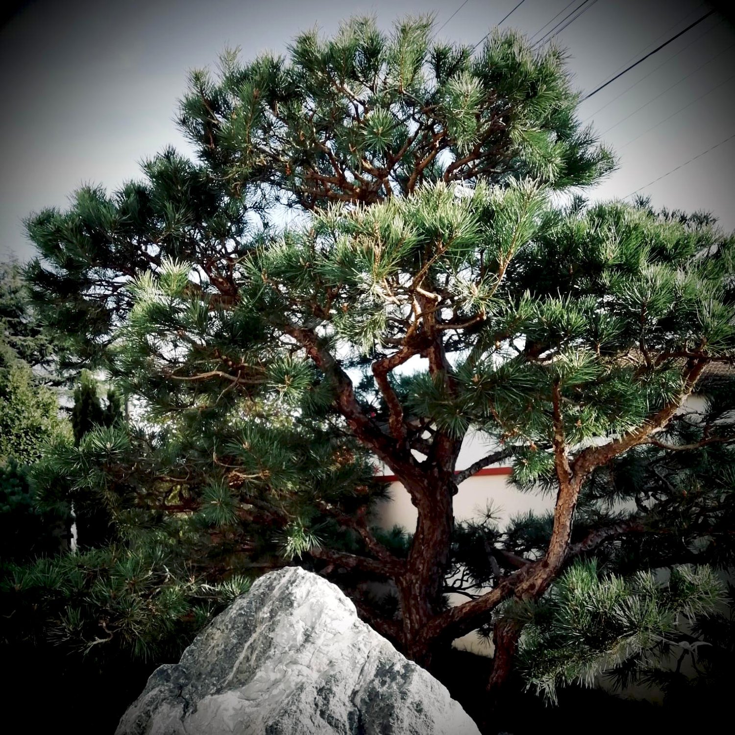 Reprise d'une composition de Christian Coureau