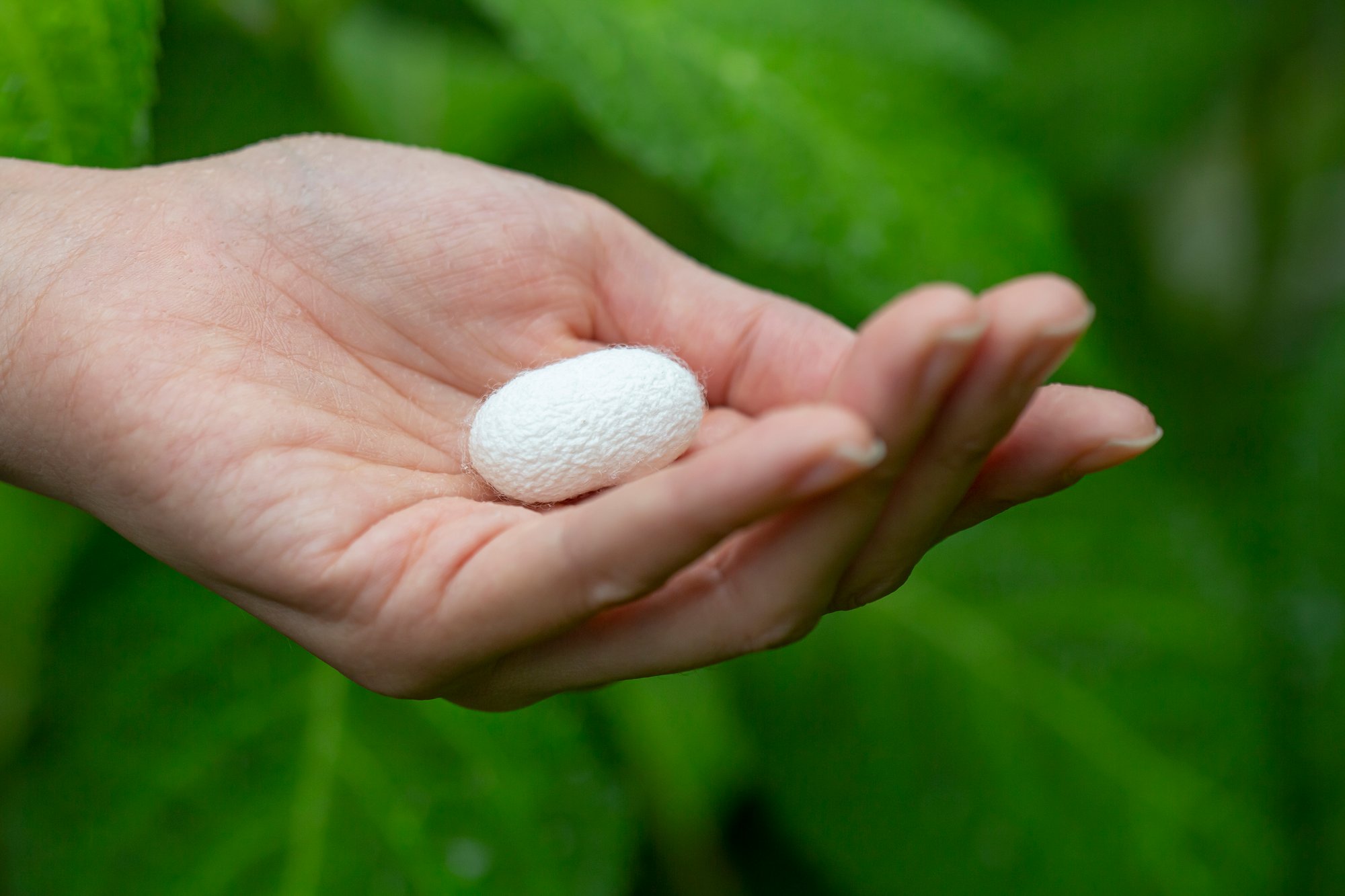 養蚕５ヵ年計画