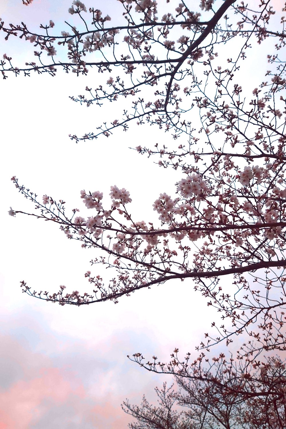 🌸春期講習はフライングする時？