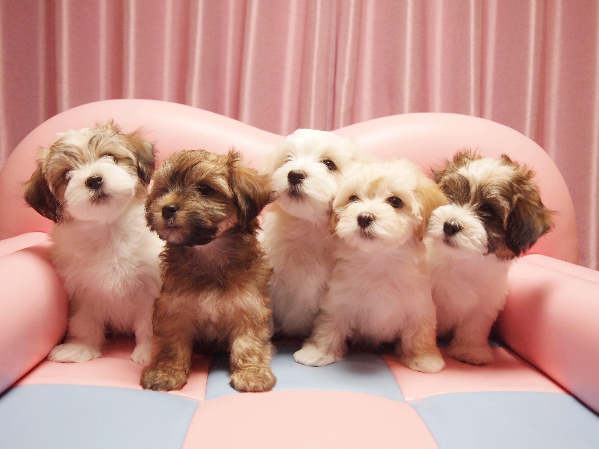 2016年11月27日生まれBABYS