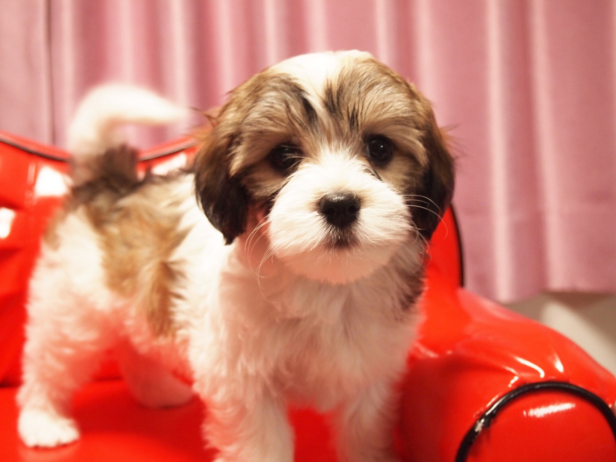 2017年1月20日生まれBabys