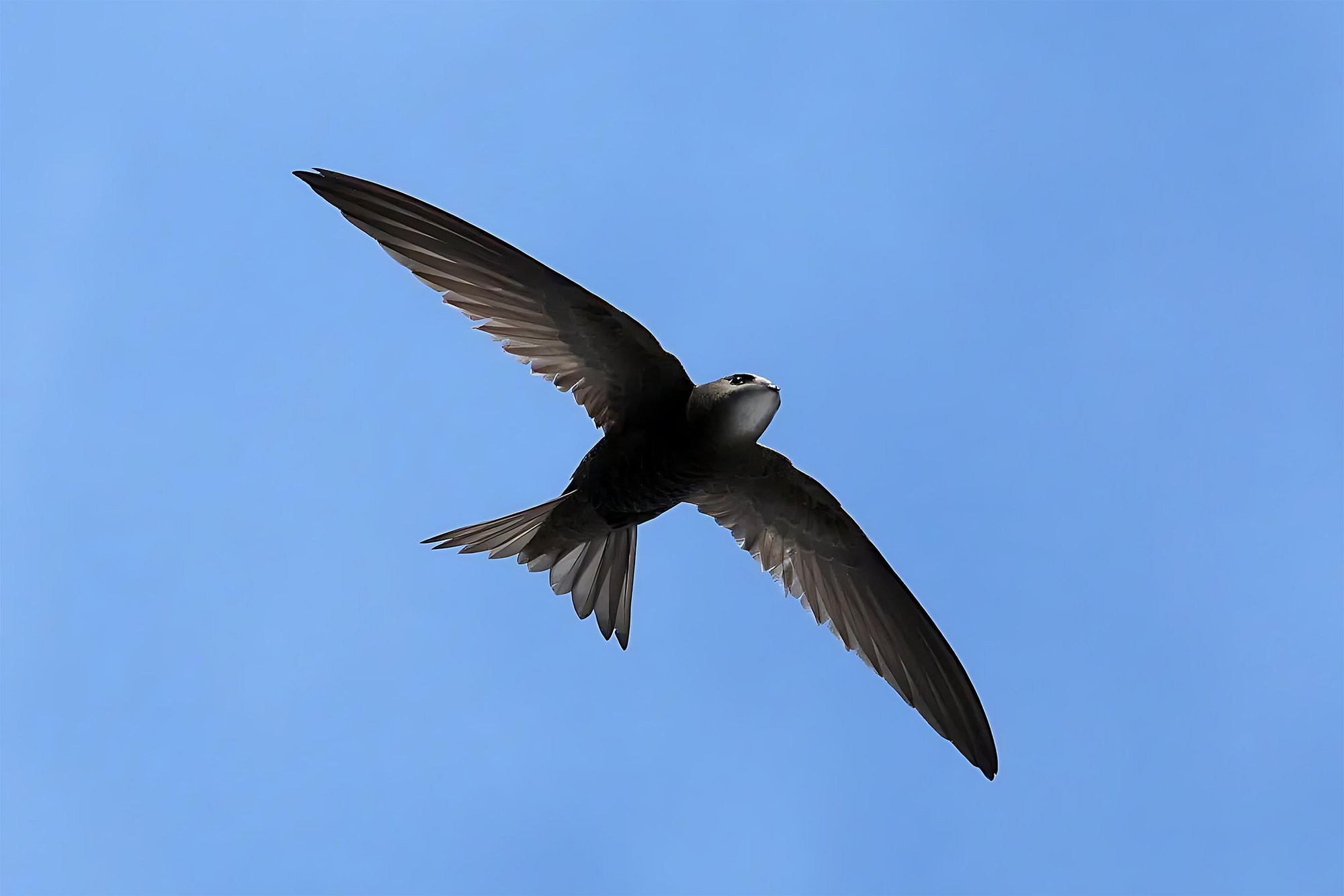 Apus Apus Residence: Celebrating the Mediterranean Swift at Palata Venezia