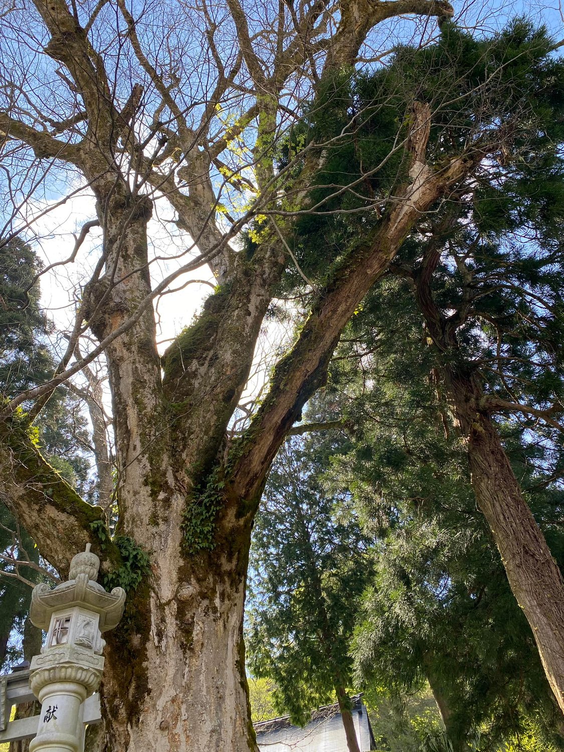 100milesAdventure2024始動！