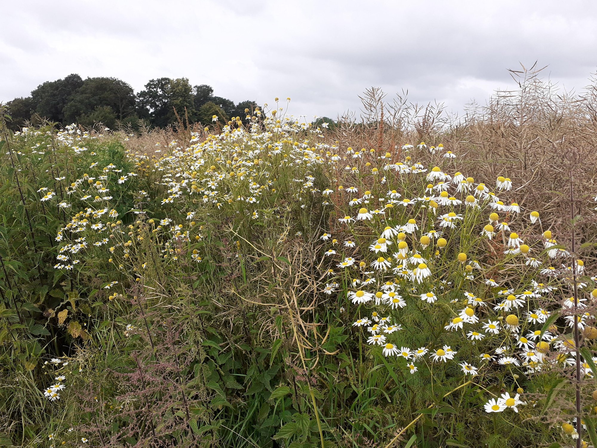 Nachtrag zu den Anmerkungen zum Leben in den Wegerändern.