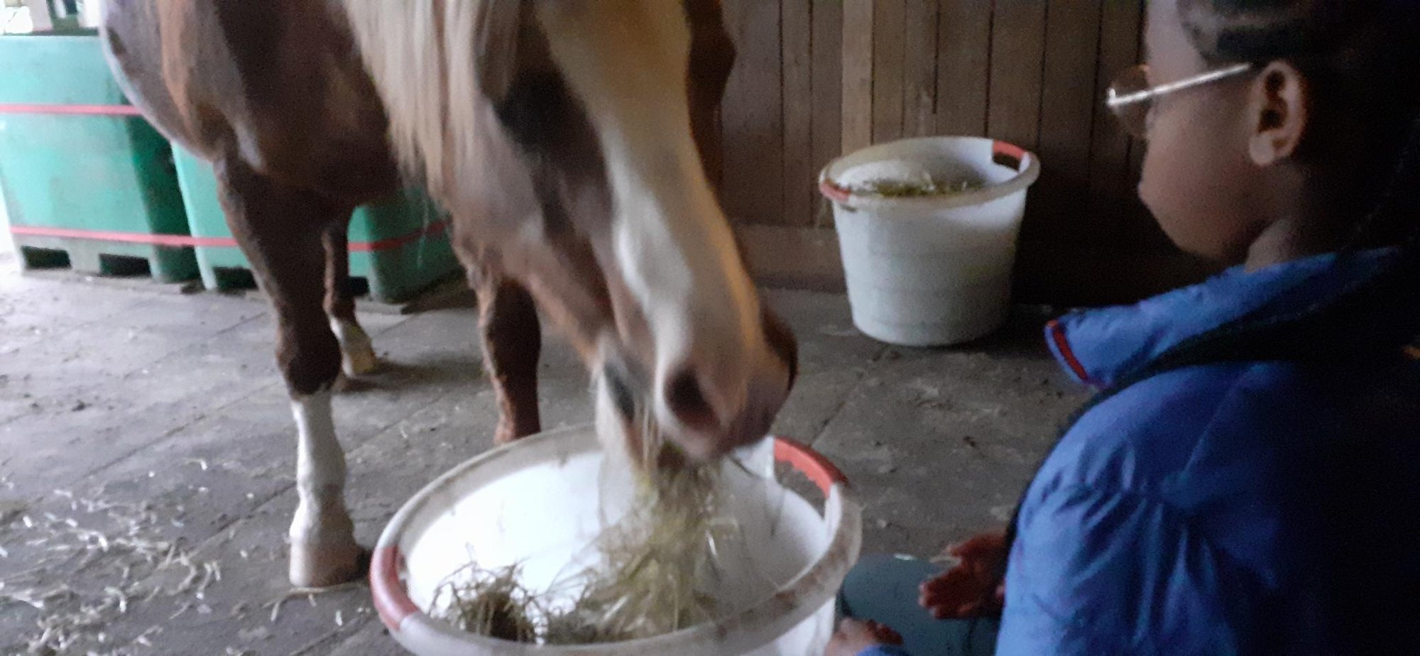 Abendruhe im Stall.....