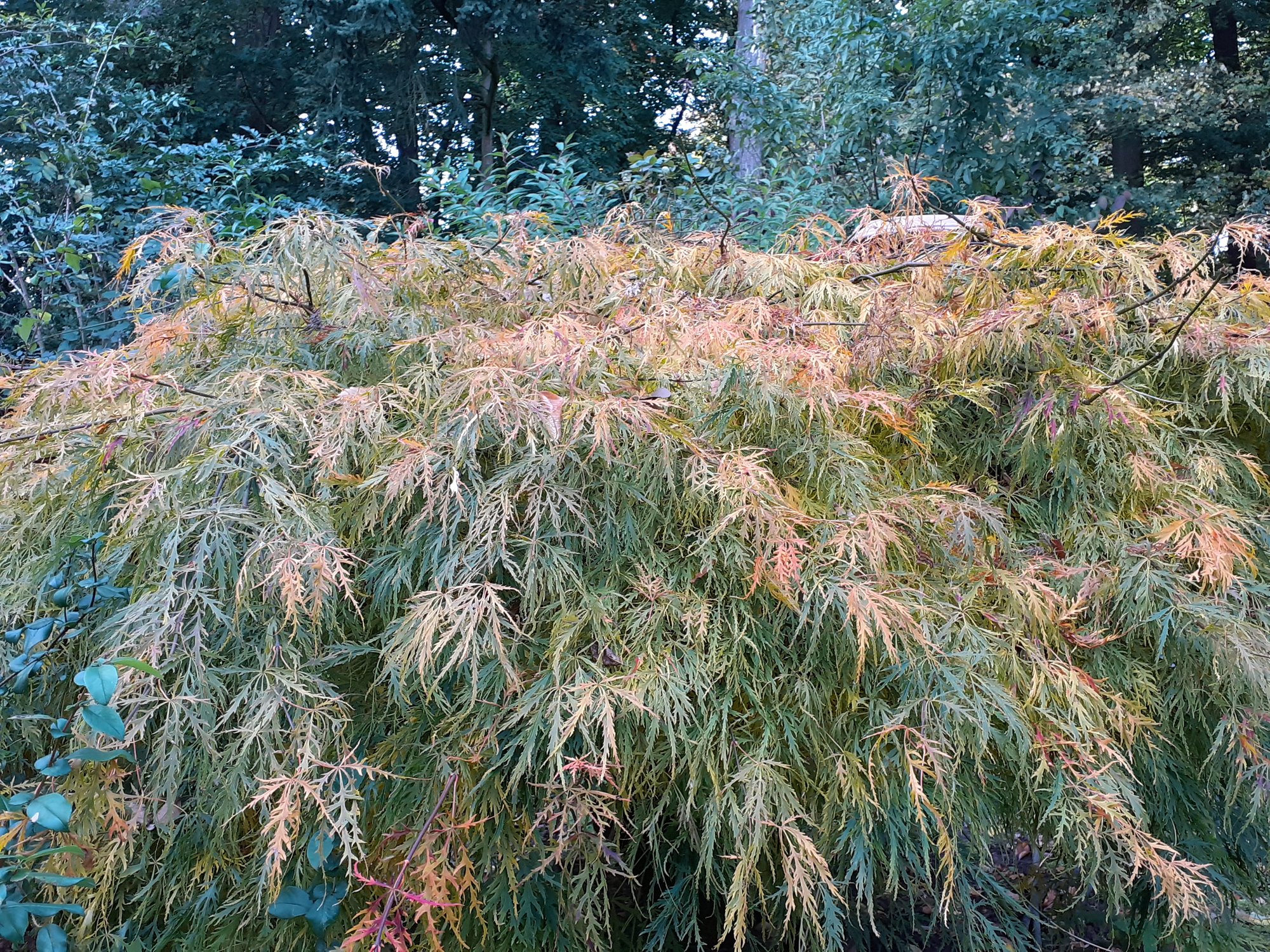 Herbst auf dem Sonnenhof