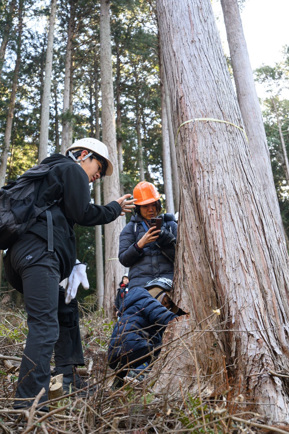 厳冬の伐採見学会