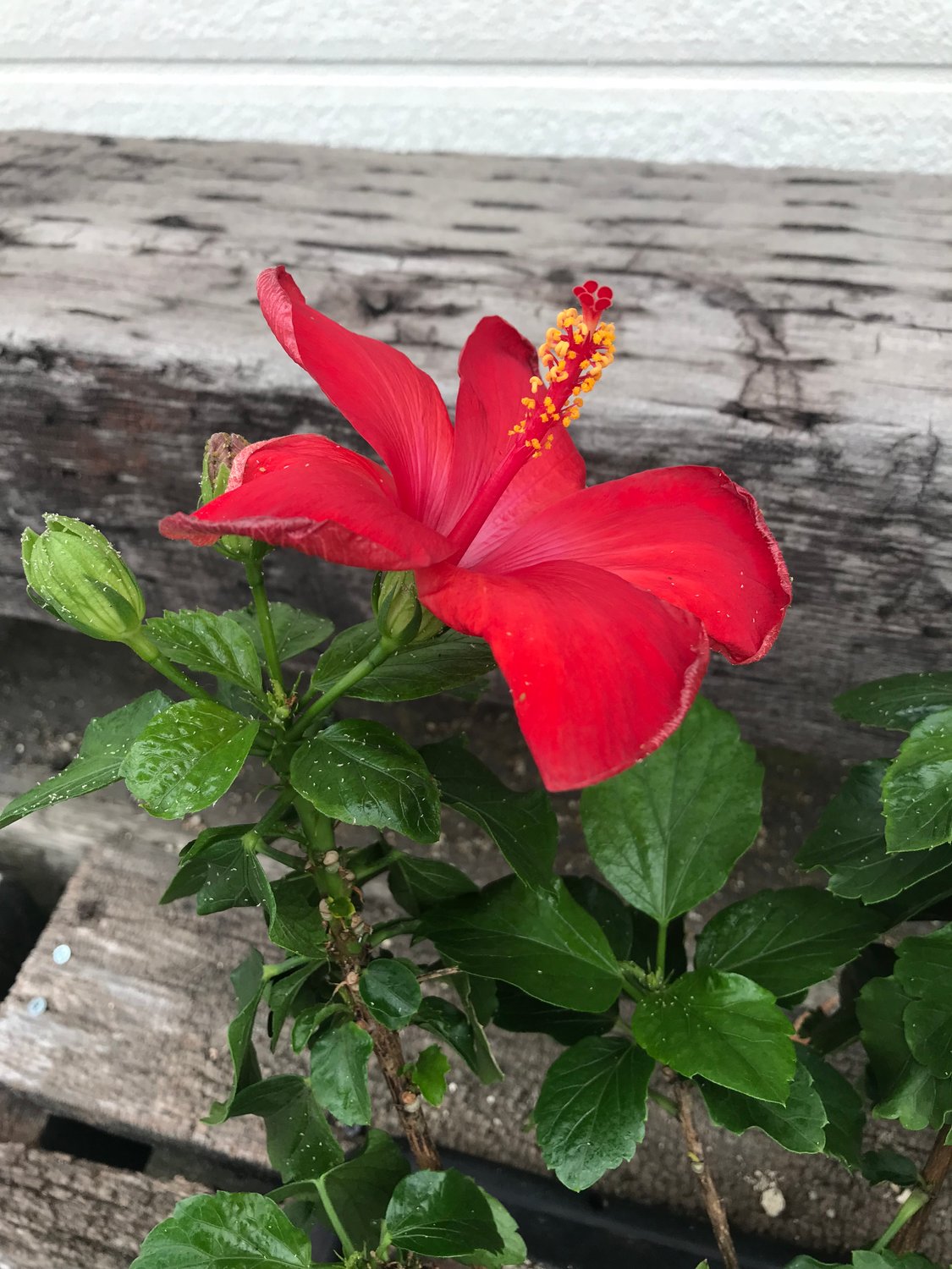 ハイビスカスのお花が咲きました。