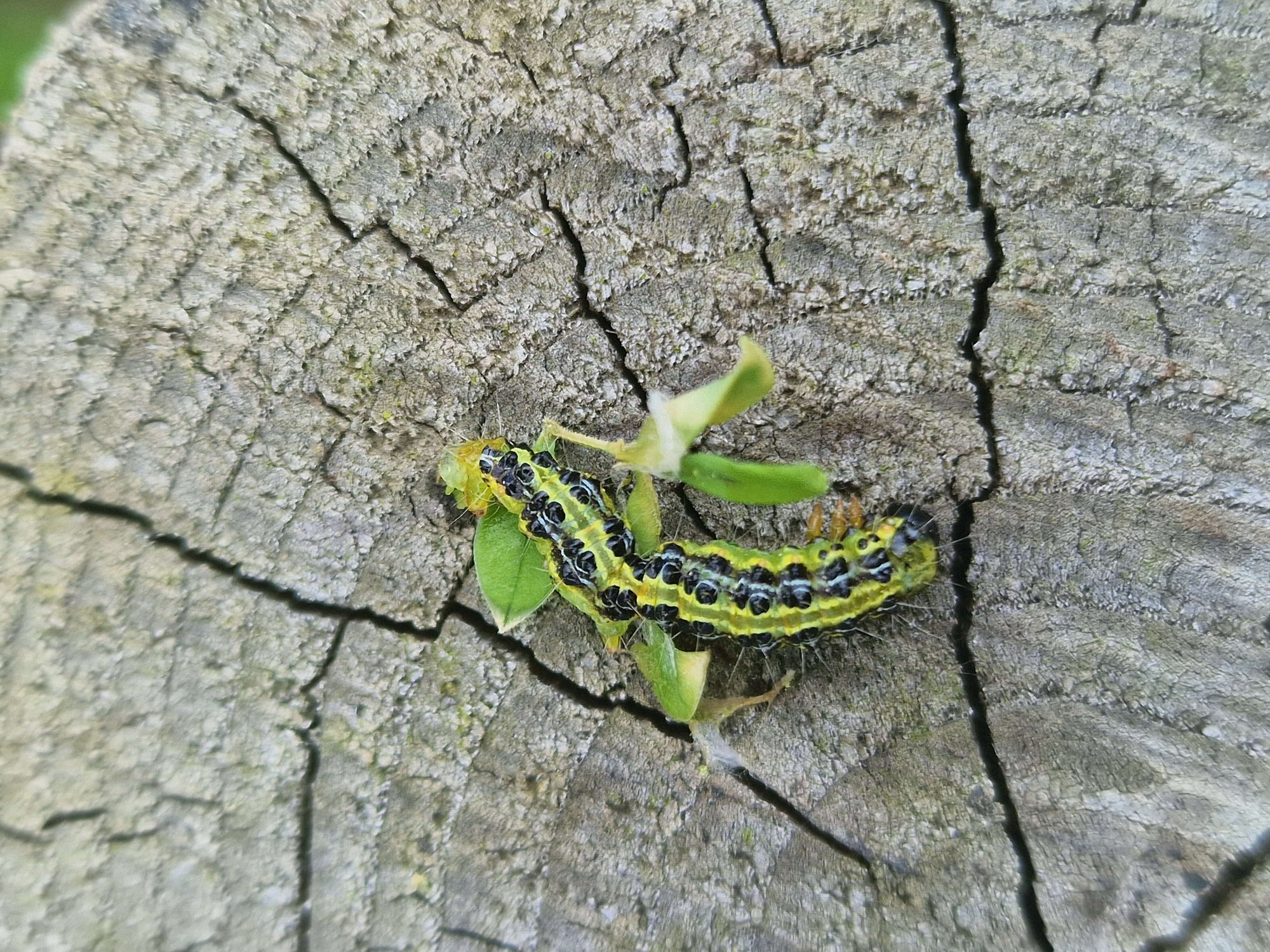 Garder vos buis en bonne santé