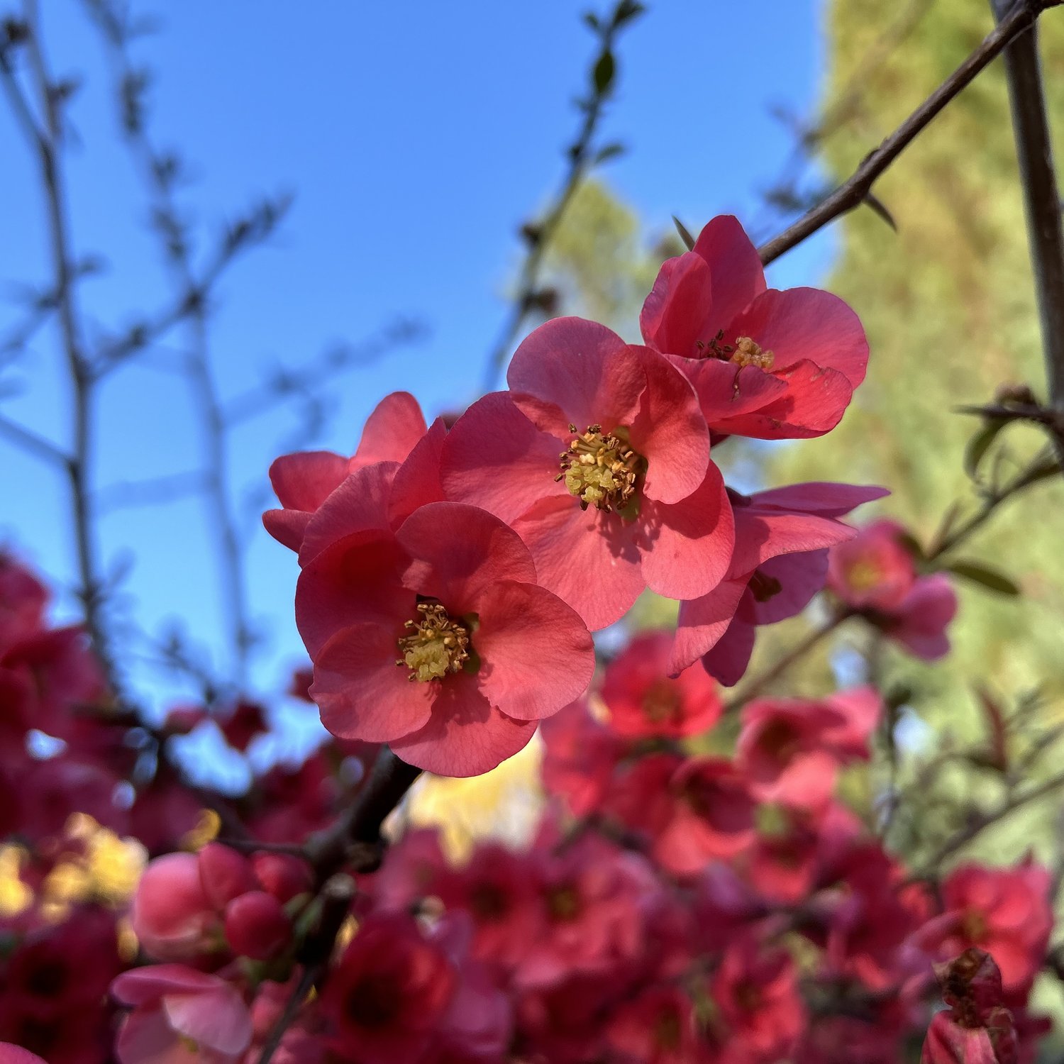Unser Garten im Frühling