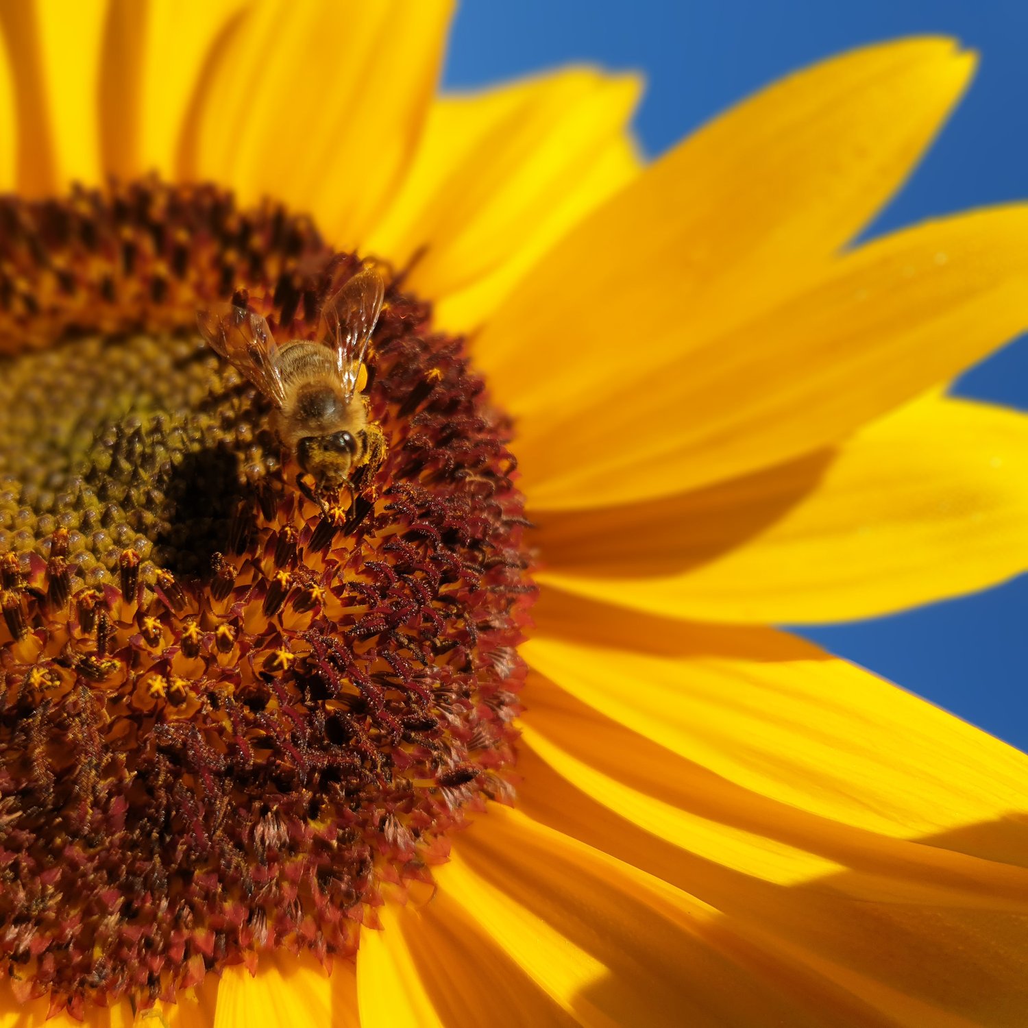 Nachhaltige Gartengestaltung