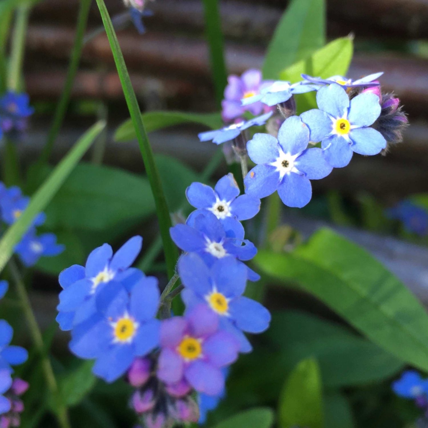 T18 - Jede Trisomieform hat eine Symbolfarbe.