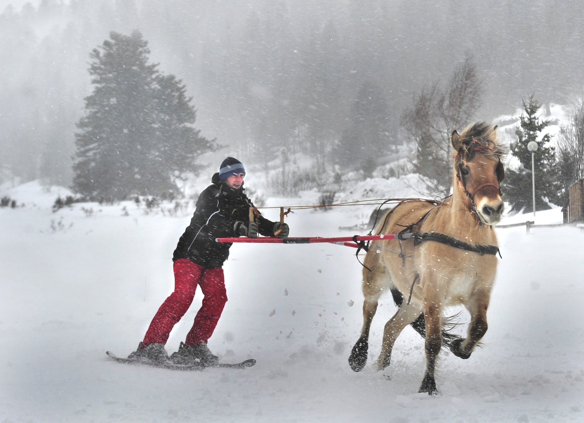 Le ski joëring à cheval : une aventure hivernale unique