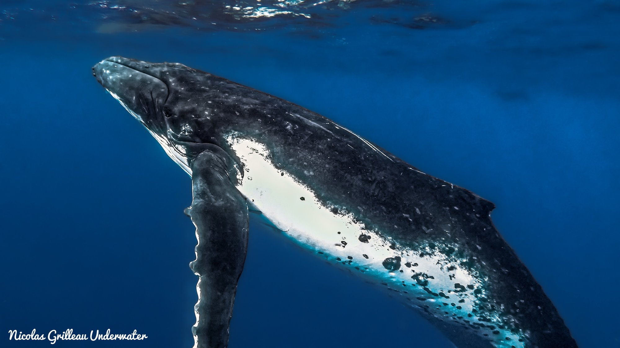 Le rorqual à bosses, géant des mers !