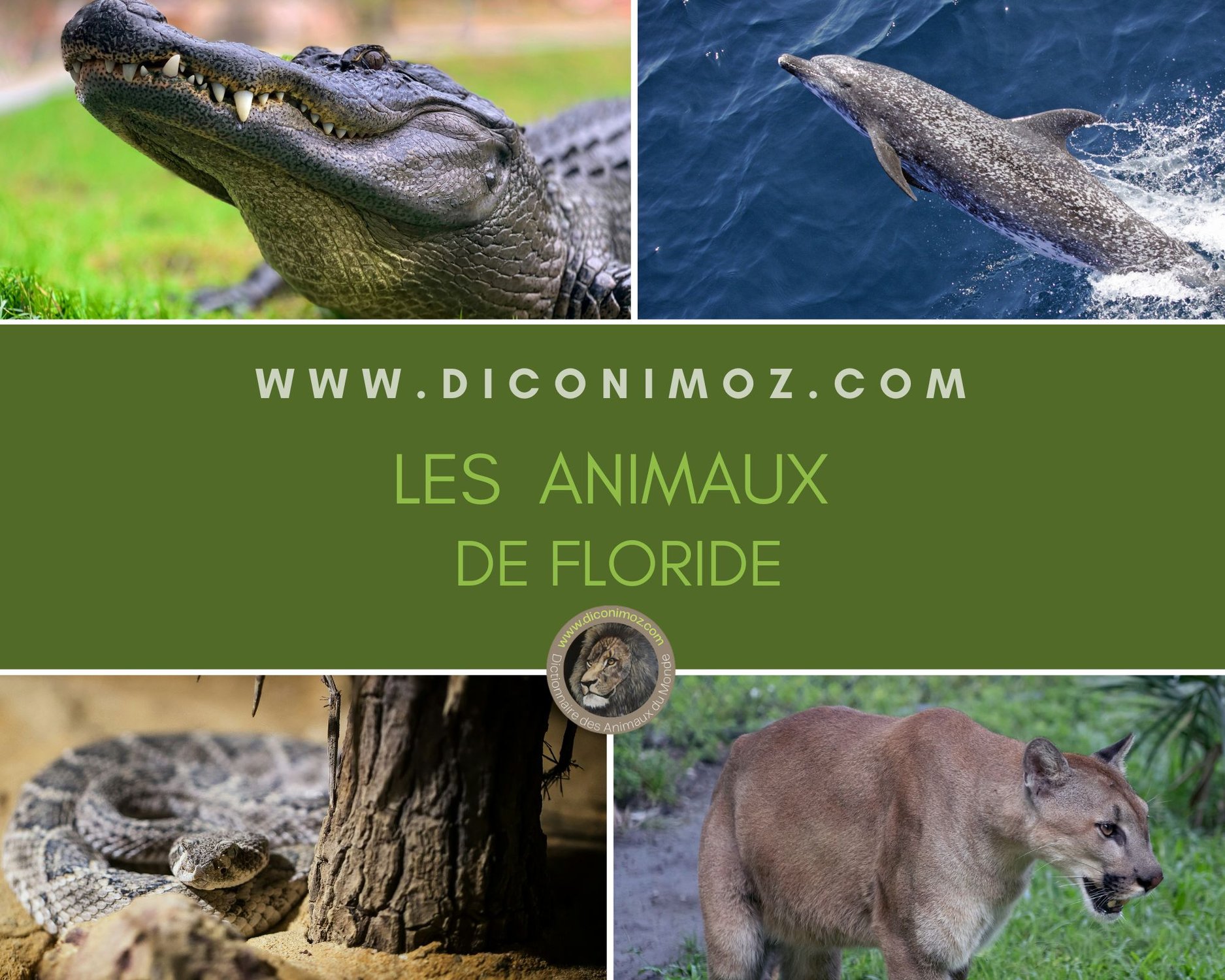 Les animaux de Floride : des Everglades aux eaux côtières de l'Atlantique