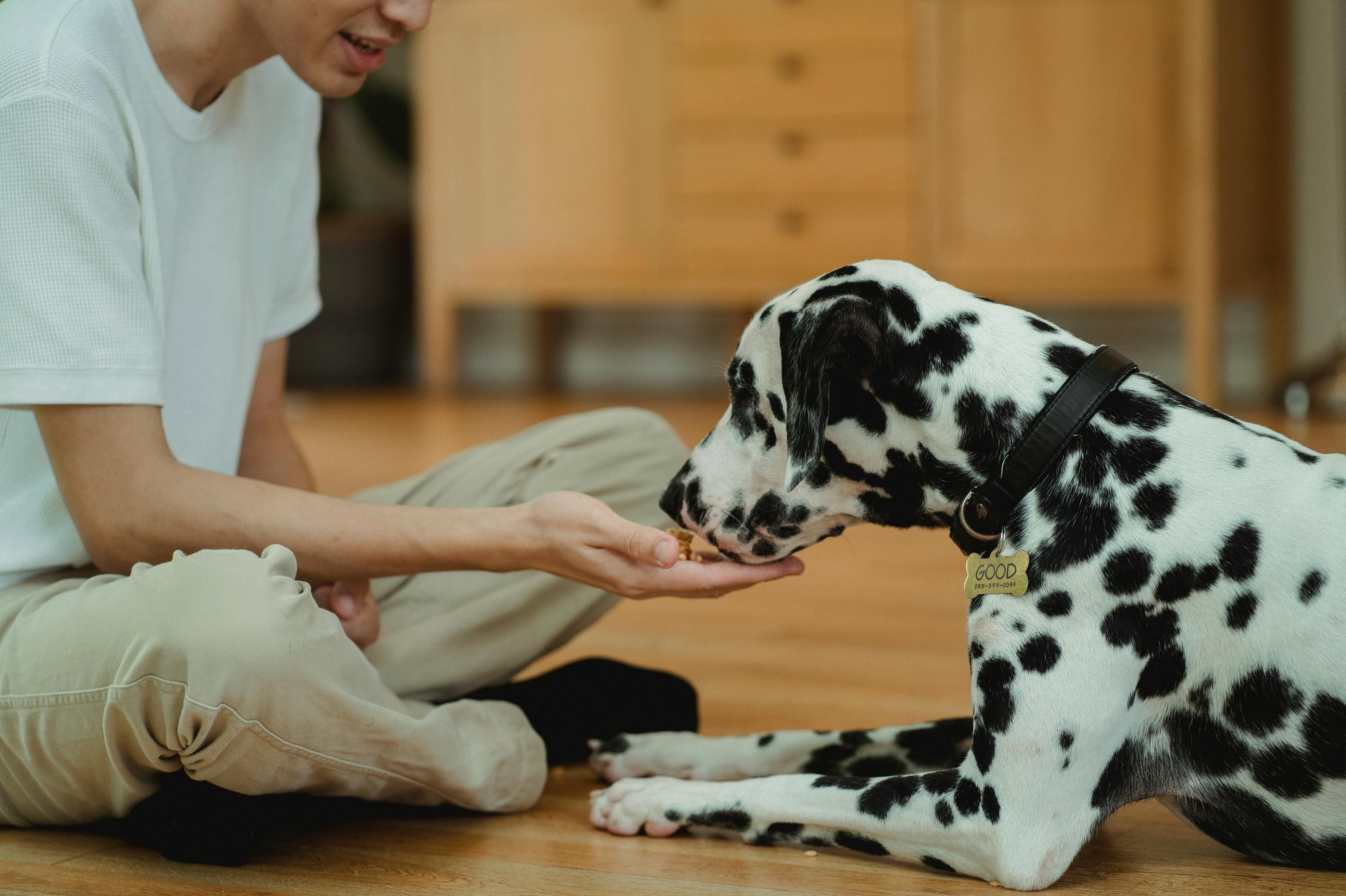 Les friandises naturelles pour chien : quels avantages et comment les choisir ?