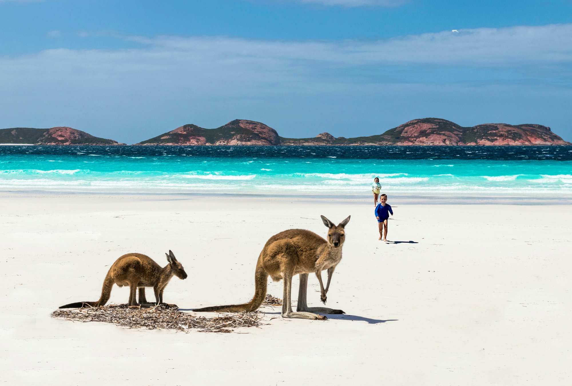 Les kangourous de Lucky Bay : trésors naturels de l'Australie Occidentale