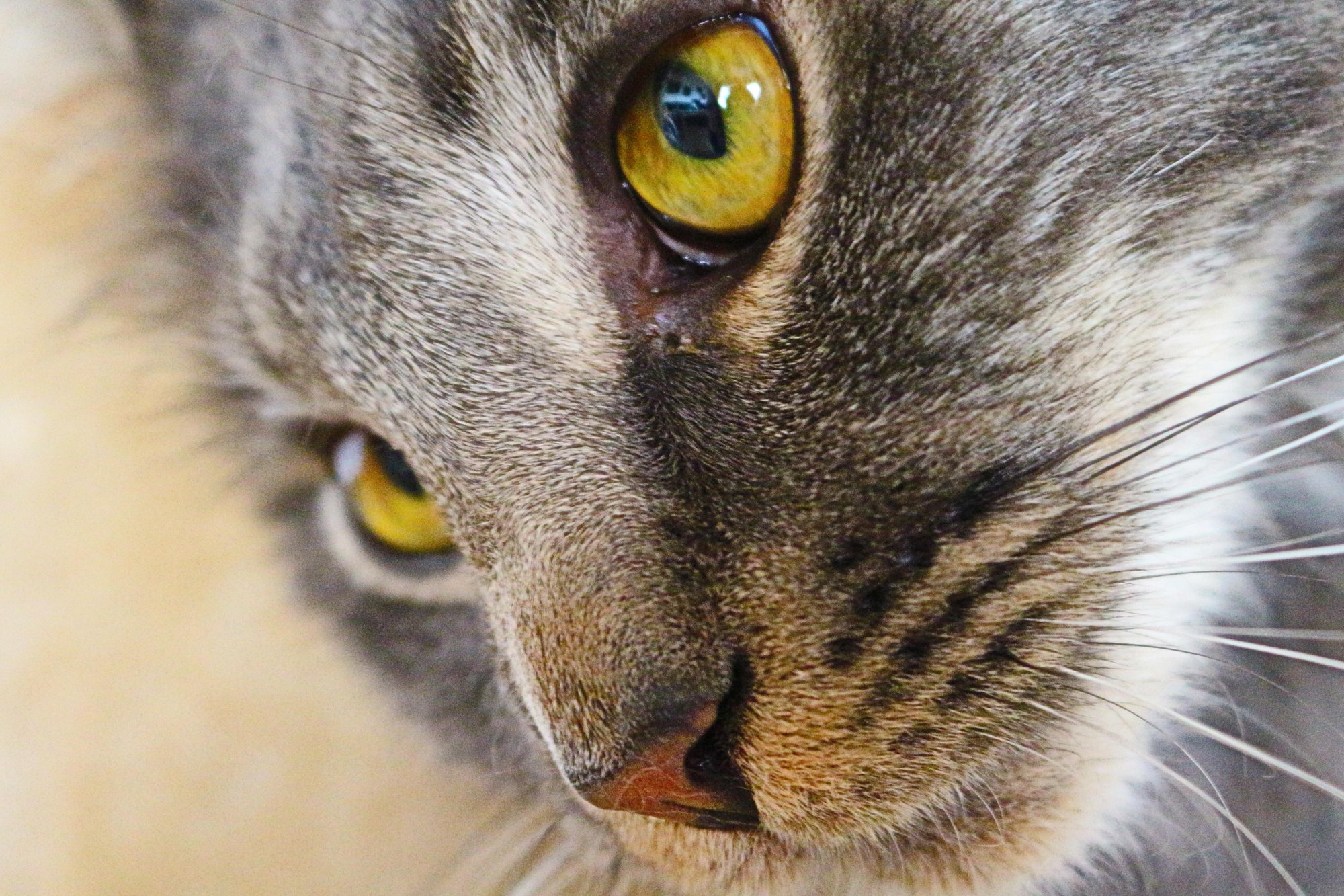 Comment les animaux perçoivent-ils le monde ? La vision expliquée simplement