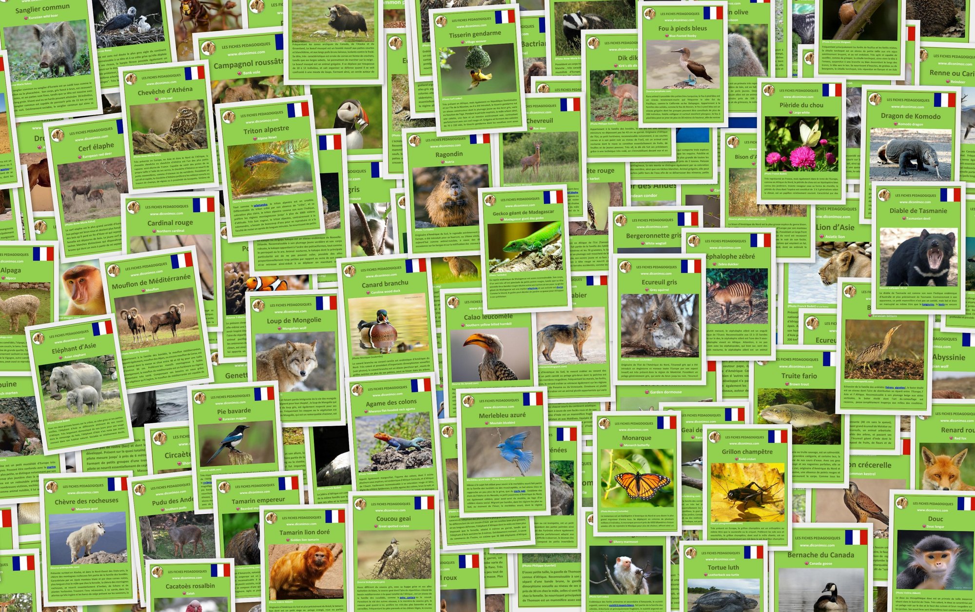 La rubrique "fiches animaux à imprimer", une plateforme éducative dédiée au règne animal