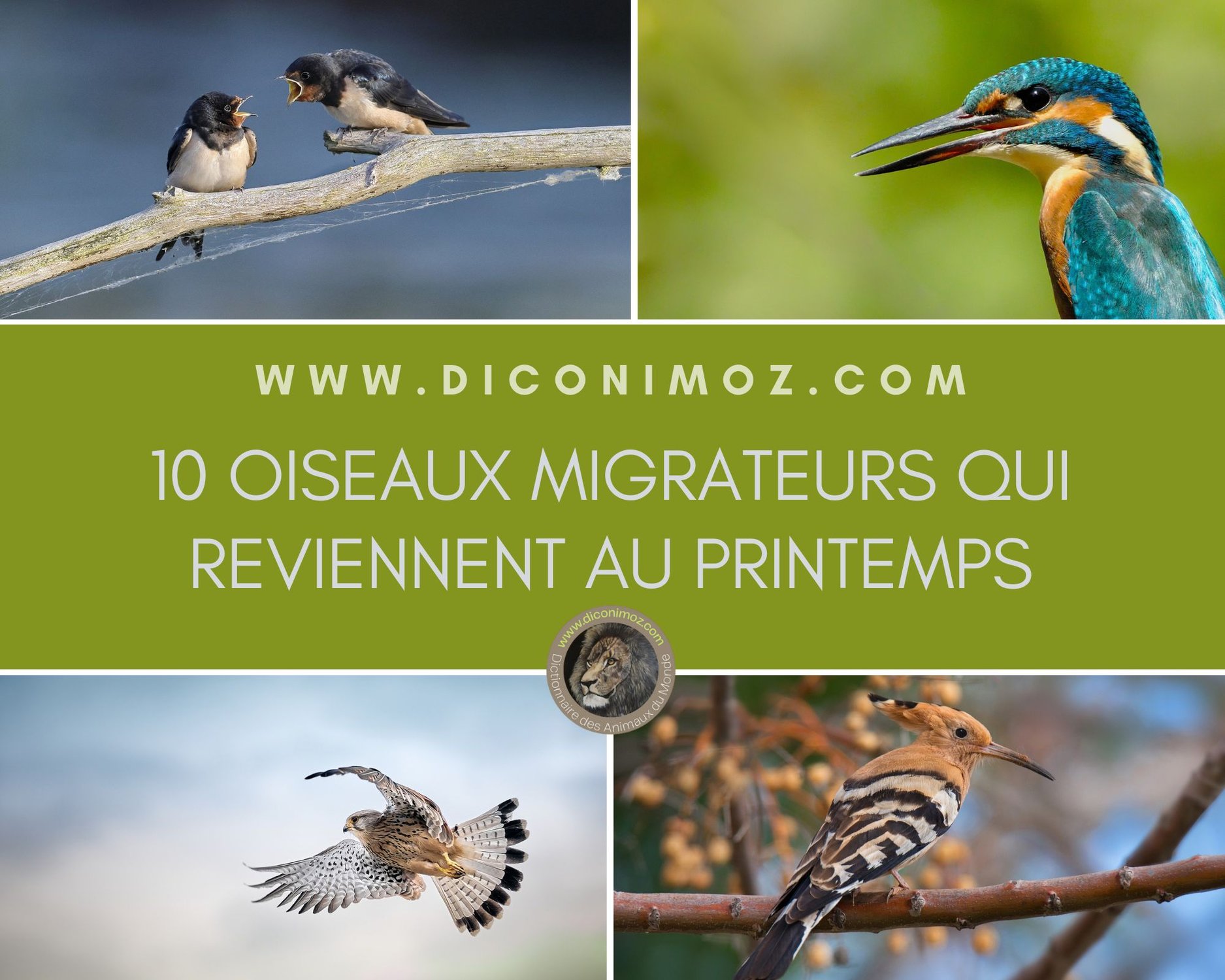 10 oiseaux migrateurs qui reviennent en France au début du printemps