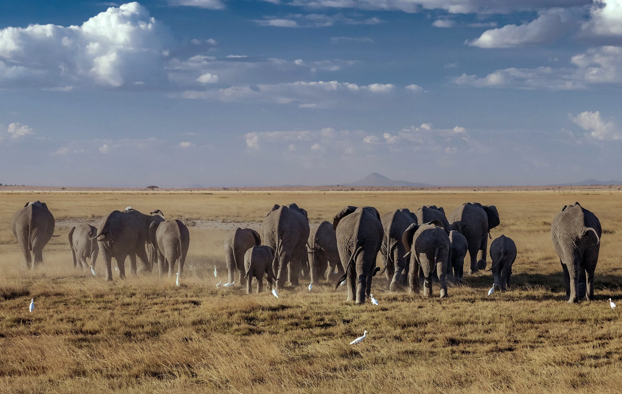 A la recherche des cimetières d'éléphants : entre mythe et réalité