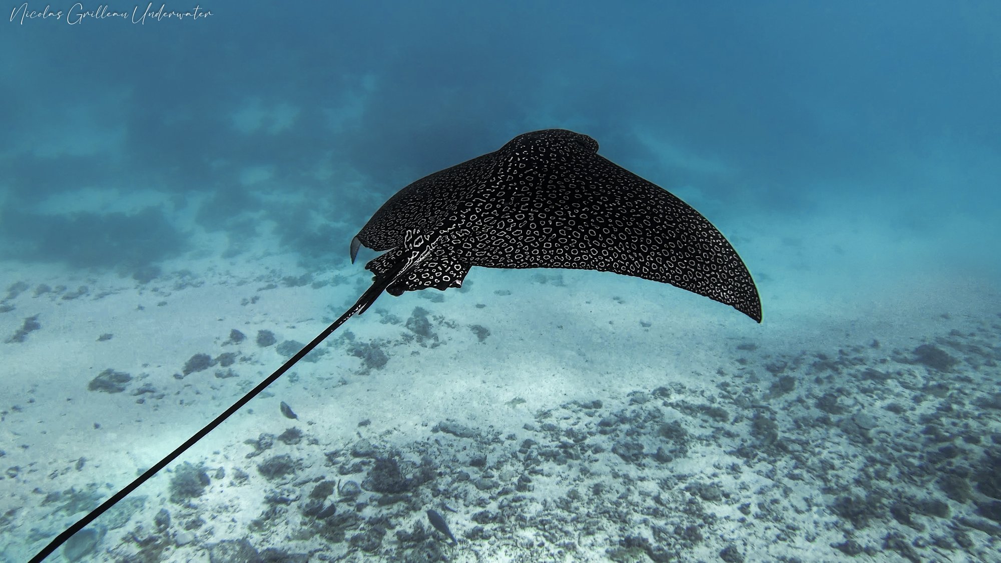 Si vous faisiez connaissance avec la raie léopard !