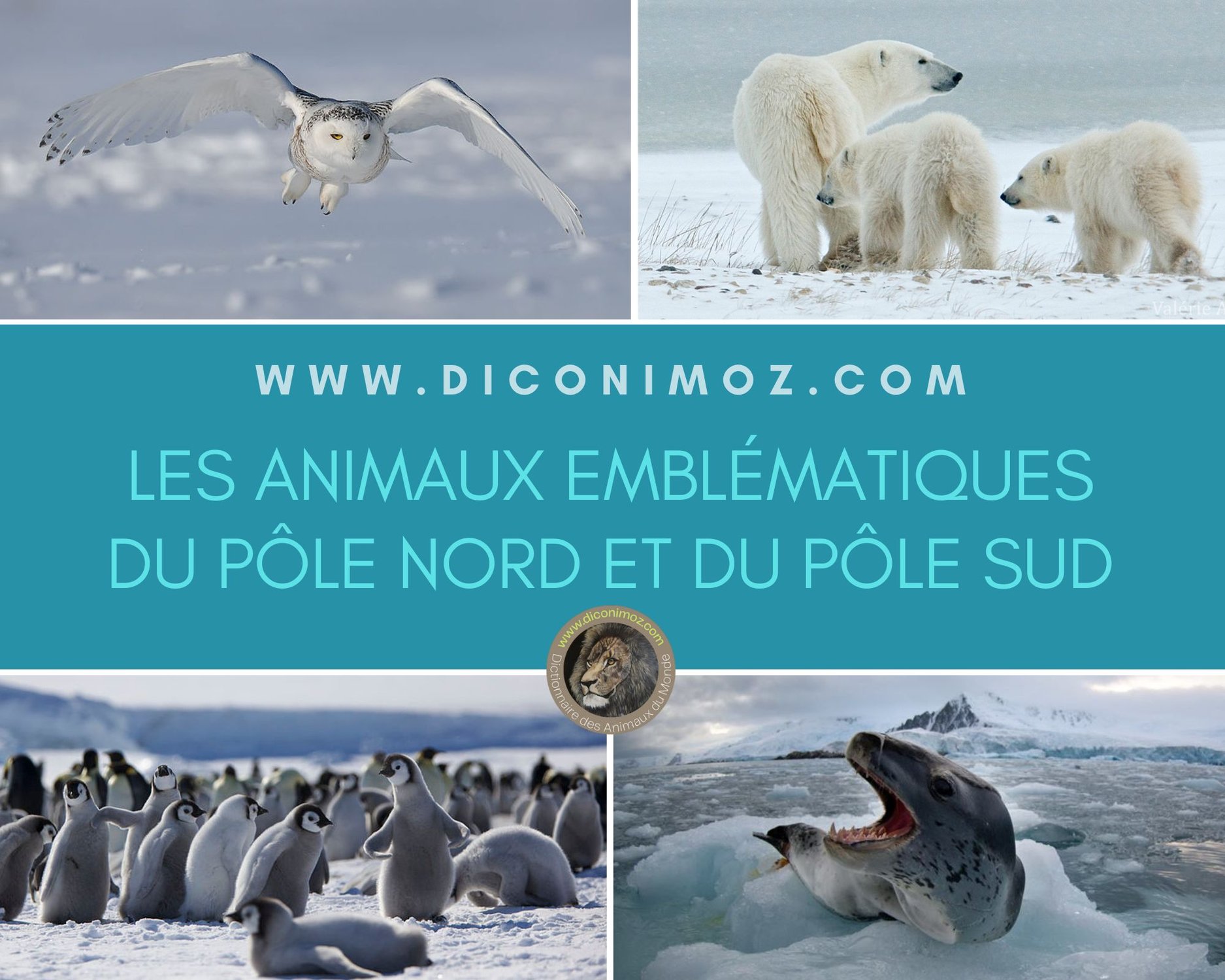 20 animaux emblématiques du pôle nord et du pôle sud