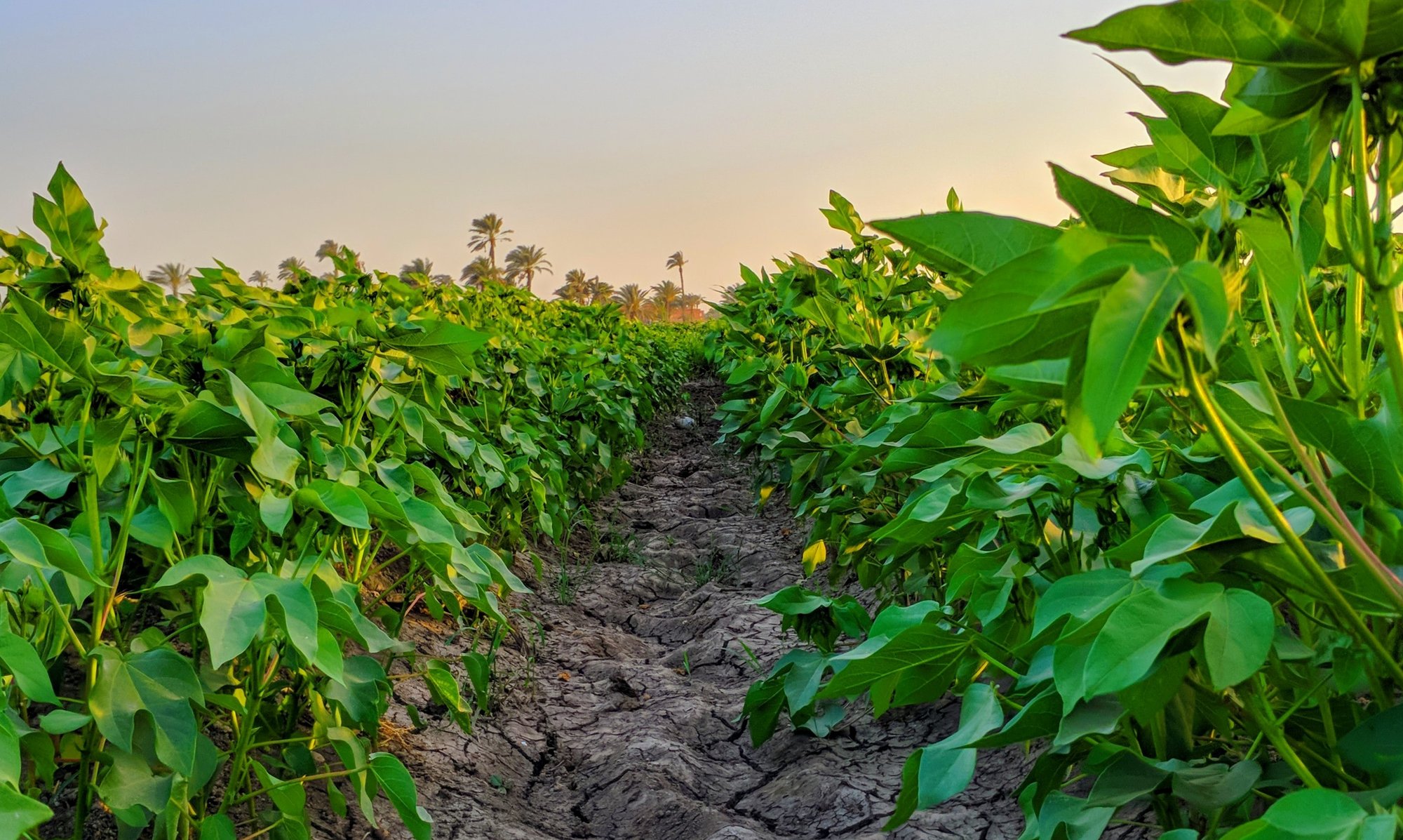 La dégradation des sols