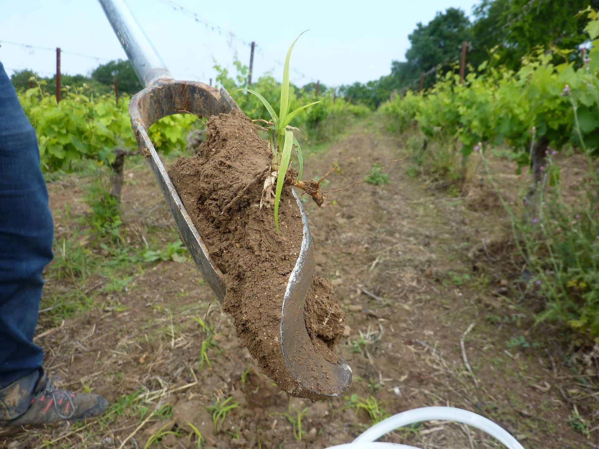 Visites Santé des Sols chez des viticulteurs