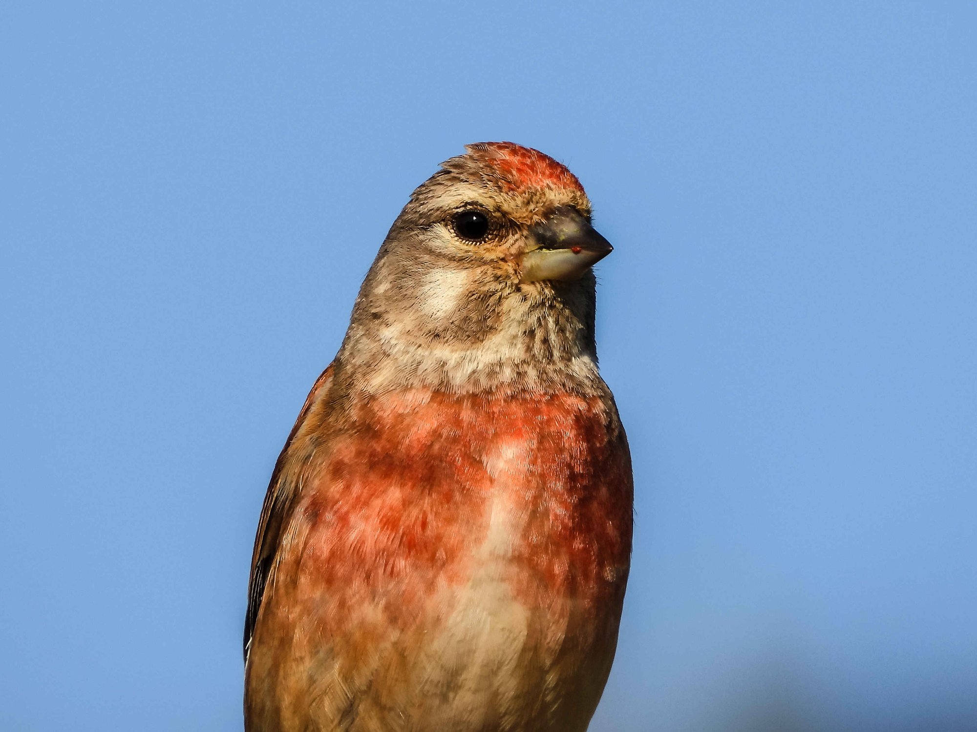 Vogel des Monats Mai 2025 - Bluthänfling