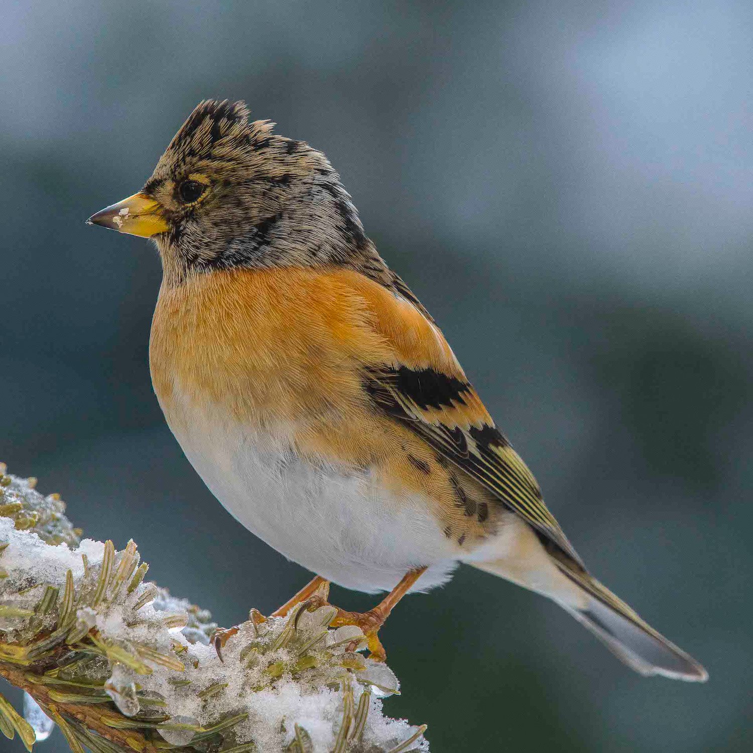 Vogel des Monats März 2025 - Bergfink