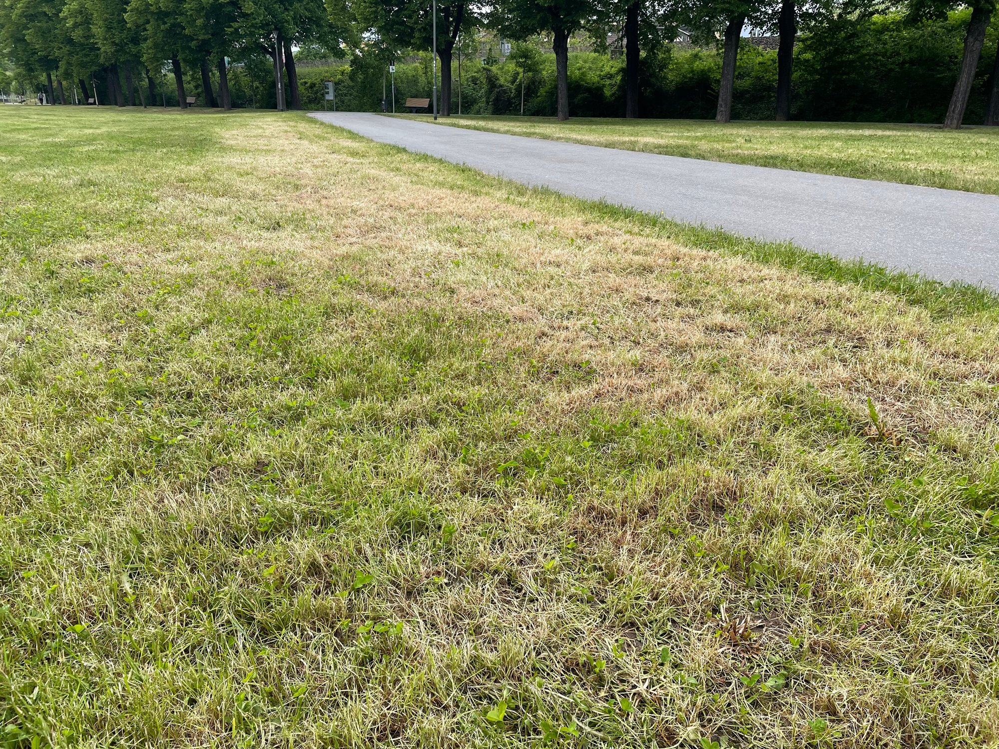 Mähfreier Mai – Auch in Jena?