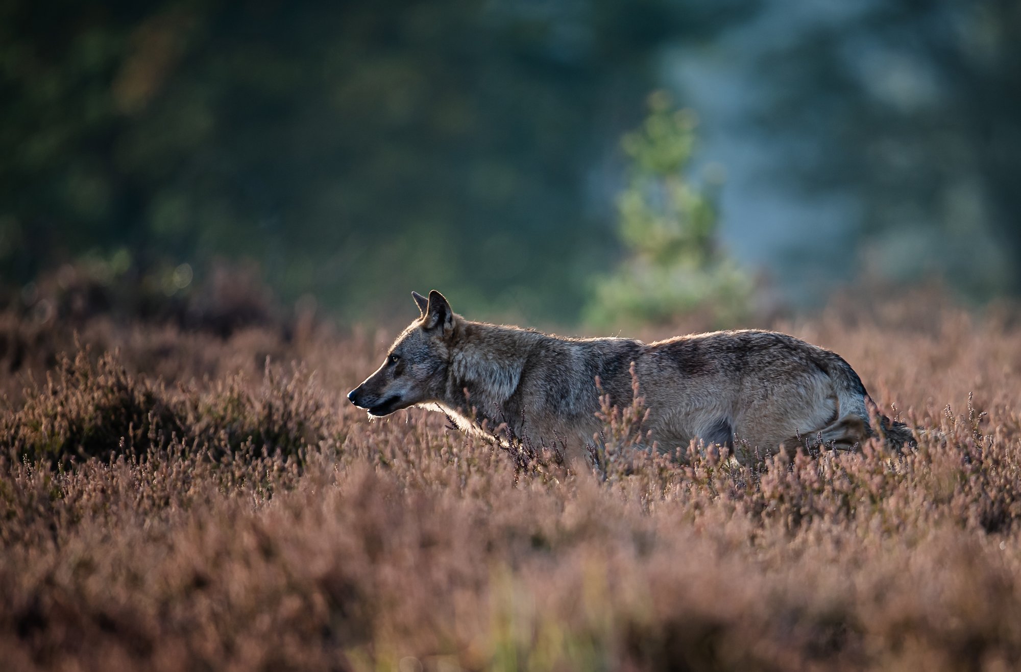 Der Wolf in Jena und Thüringen – Warum er für unser Ökosystem wichtig ist
