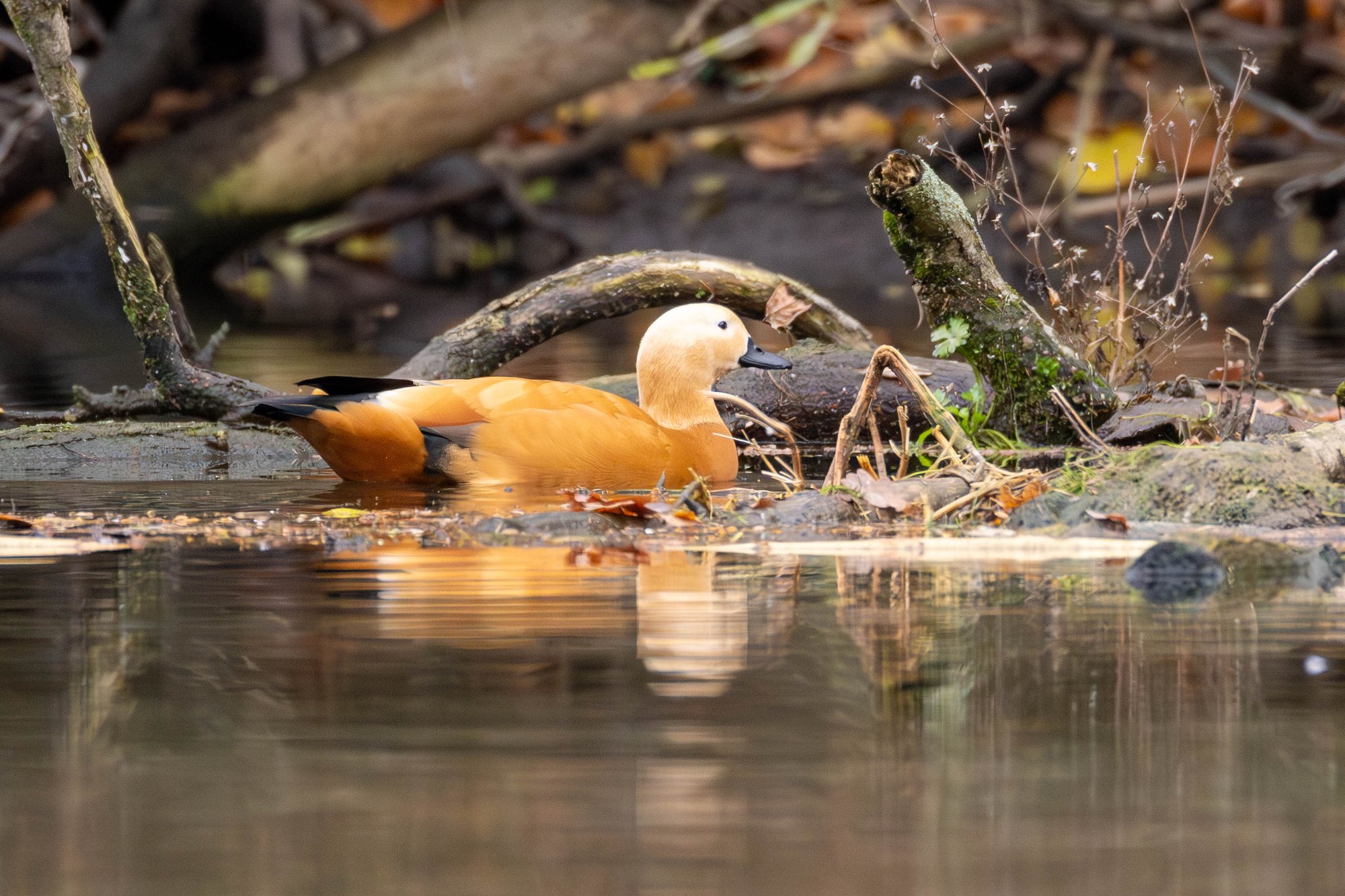 Wasservogelzählung entlang der Saale – Ergebnisse vom 16. November
