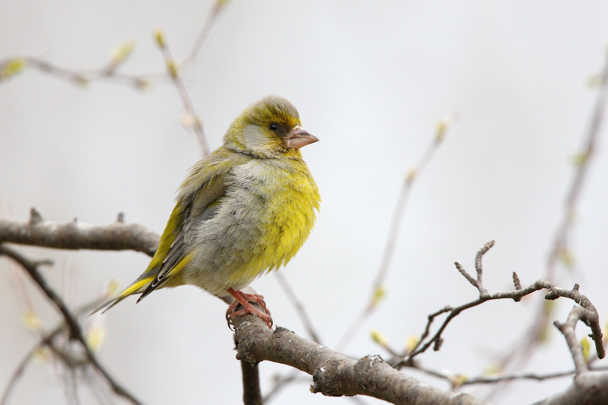 Vogel des Monats April 2025 - Grünfink