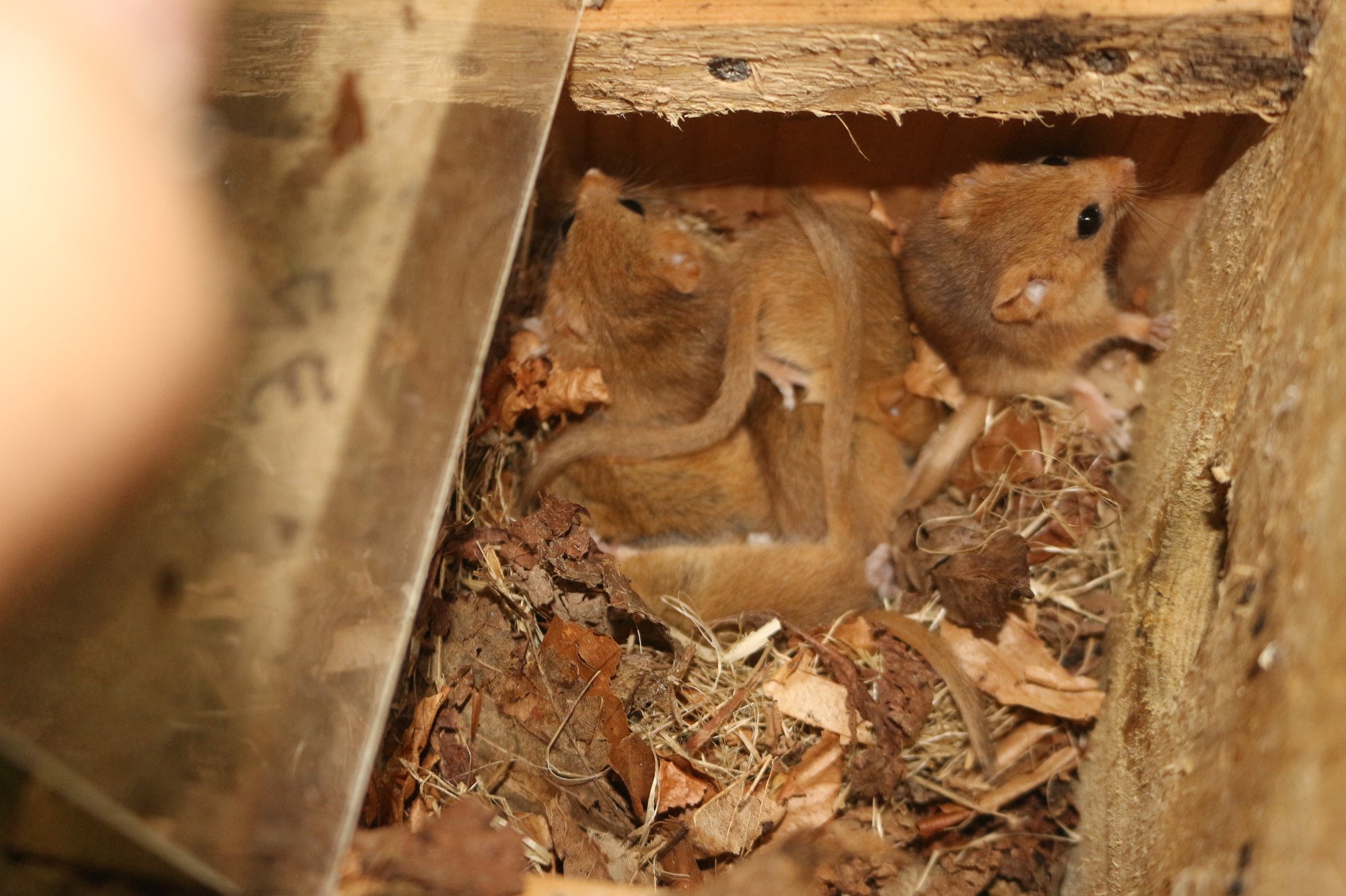 Auf den Spuren der Haselmaus – Mit Jörg Nüske im Jenaer Forst