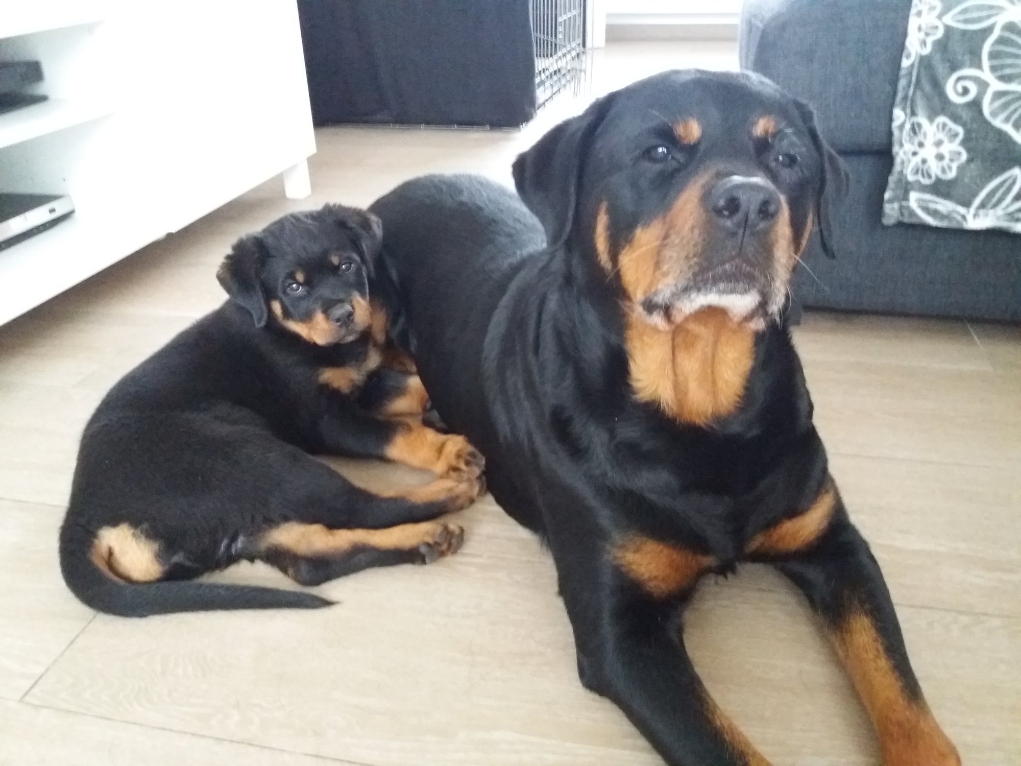 Puppy of asielhond ?