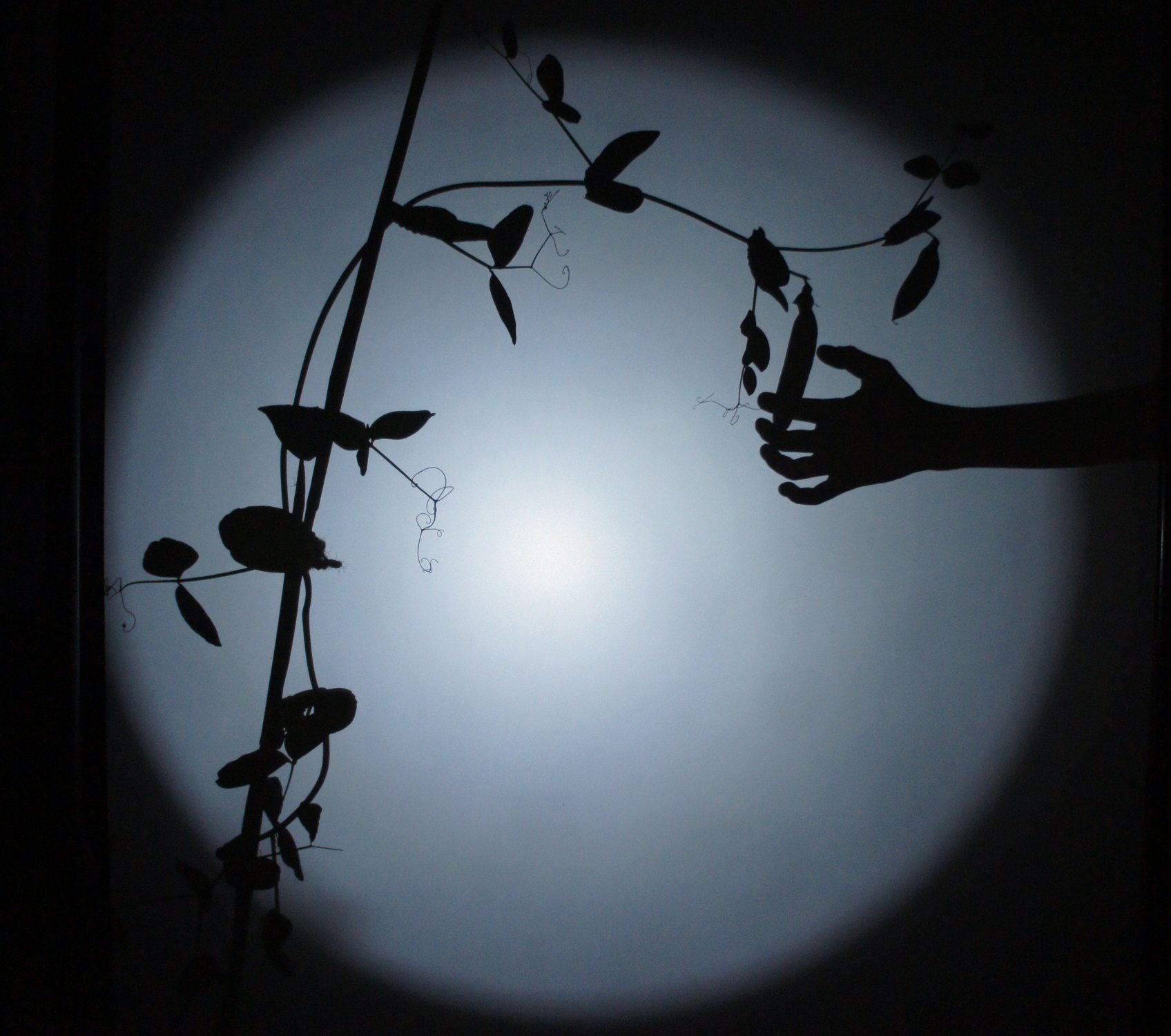 Edible East - Meet the Team