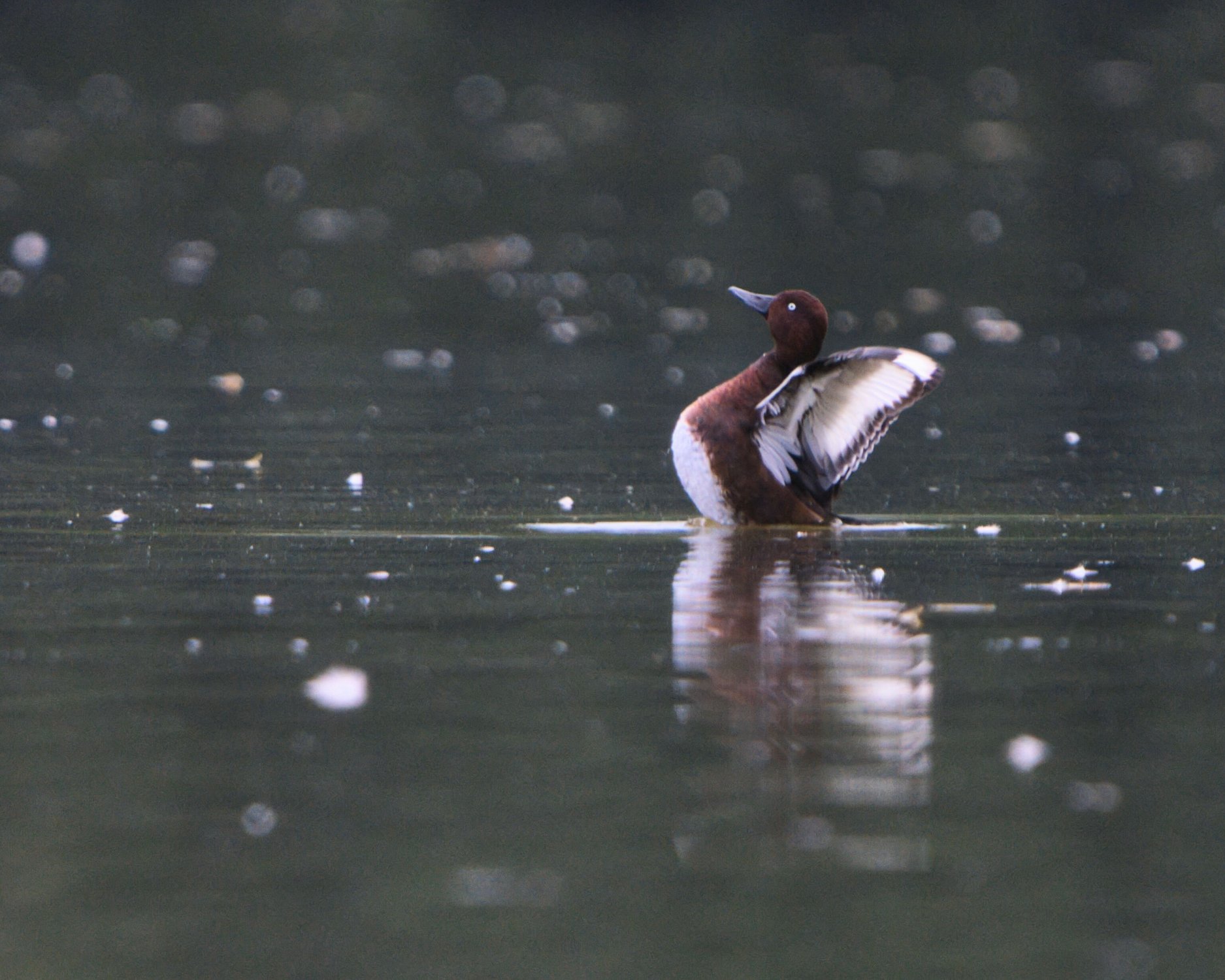 „Kulturschutz contra Naturschutz“