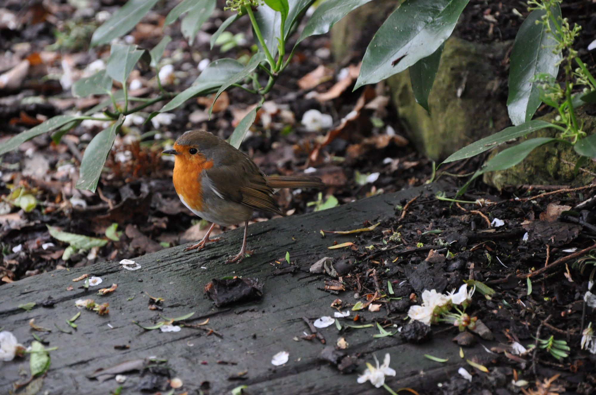 Jorinde und Joringel (Sammlung Gebrüder Grimm)