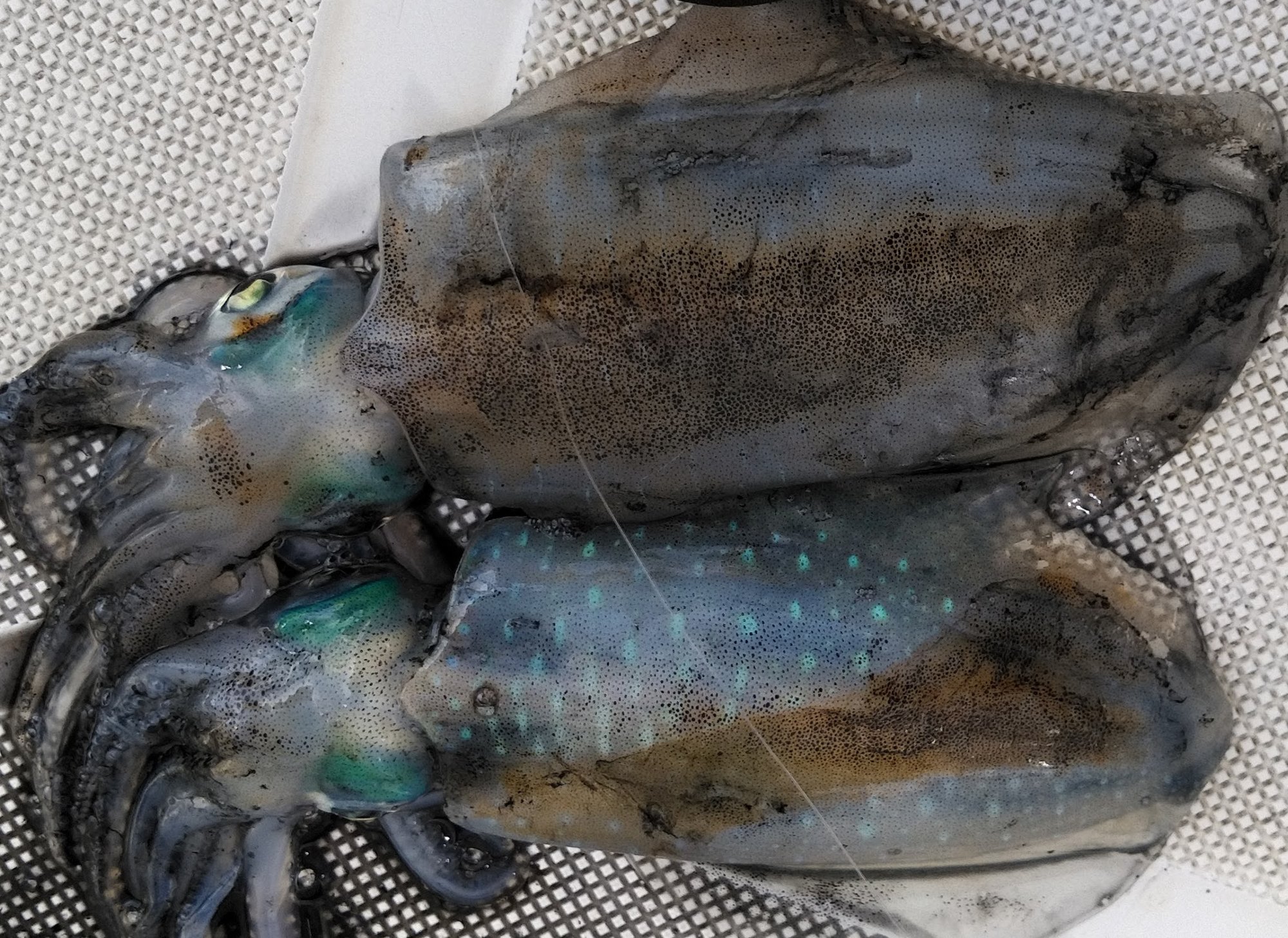 12月9日　アオリイカ　餌釣り