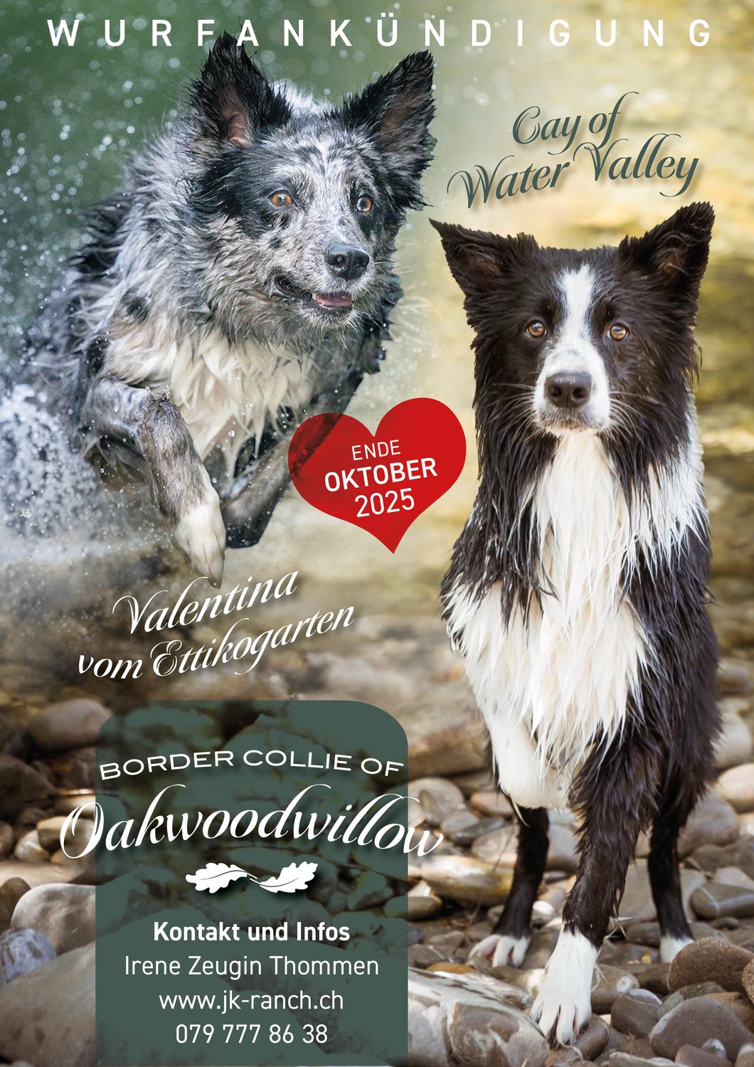 Wurfankündigung C-Wurf