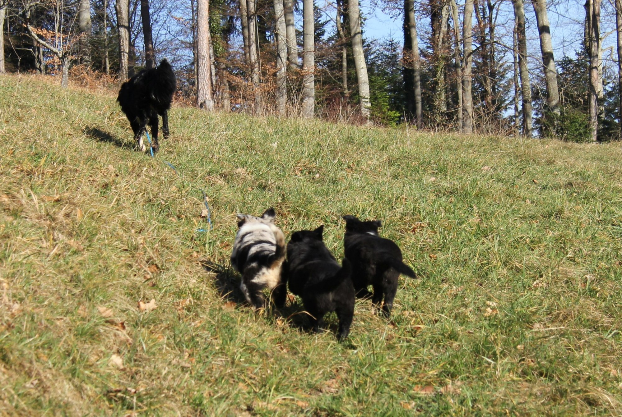 C-Wurf of Oakwoodwillow ist ausgezogen