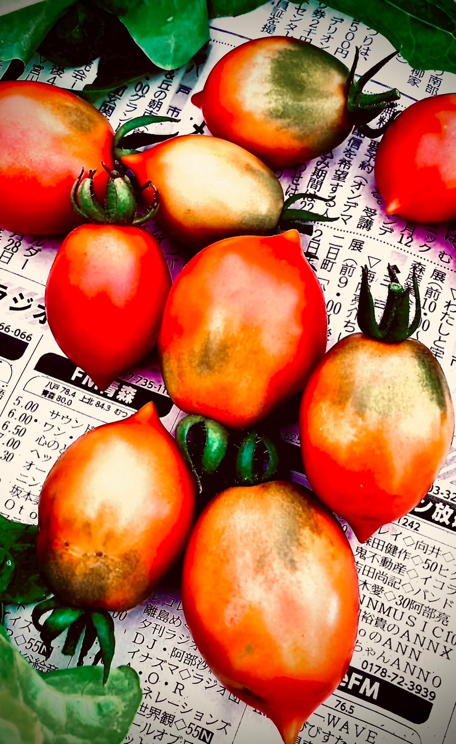 トマトが少しずつ赤く