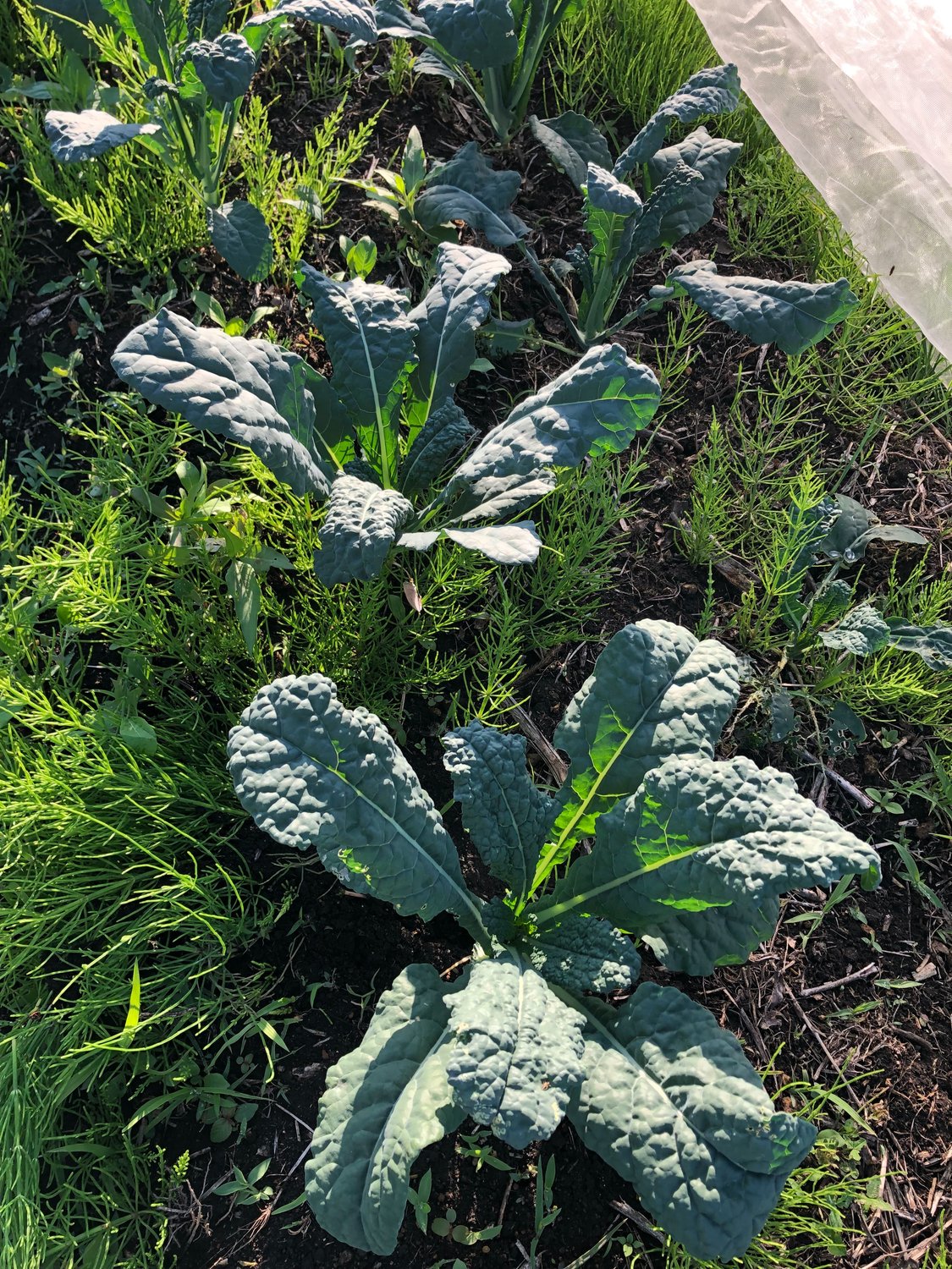 ケールが元気です！