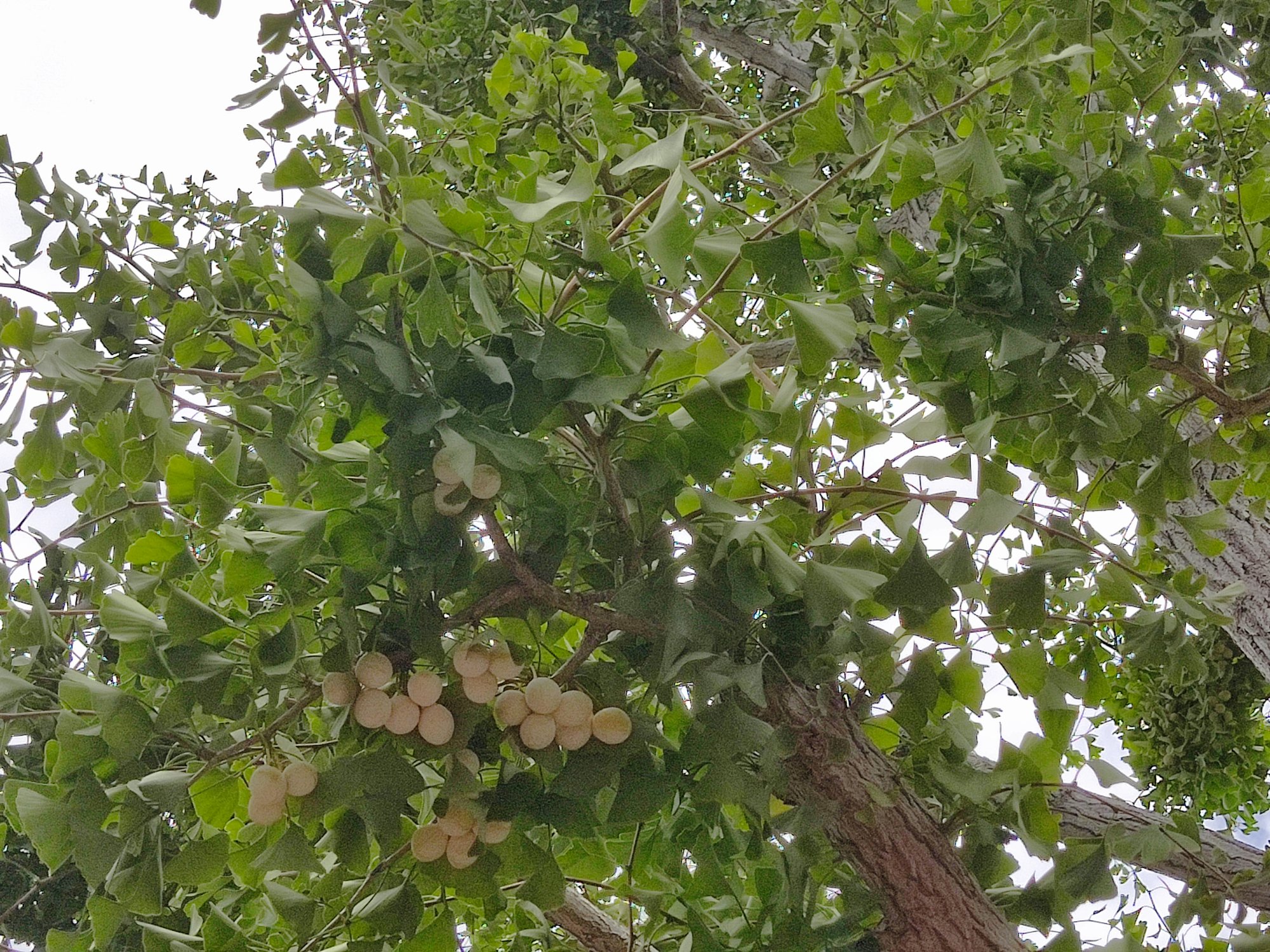 少し涼しくなりましたね