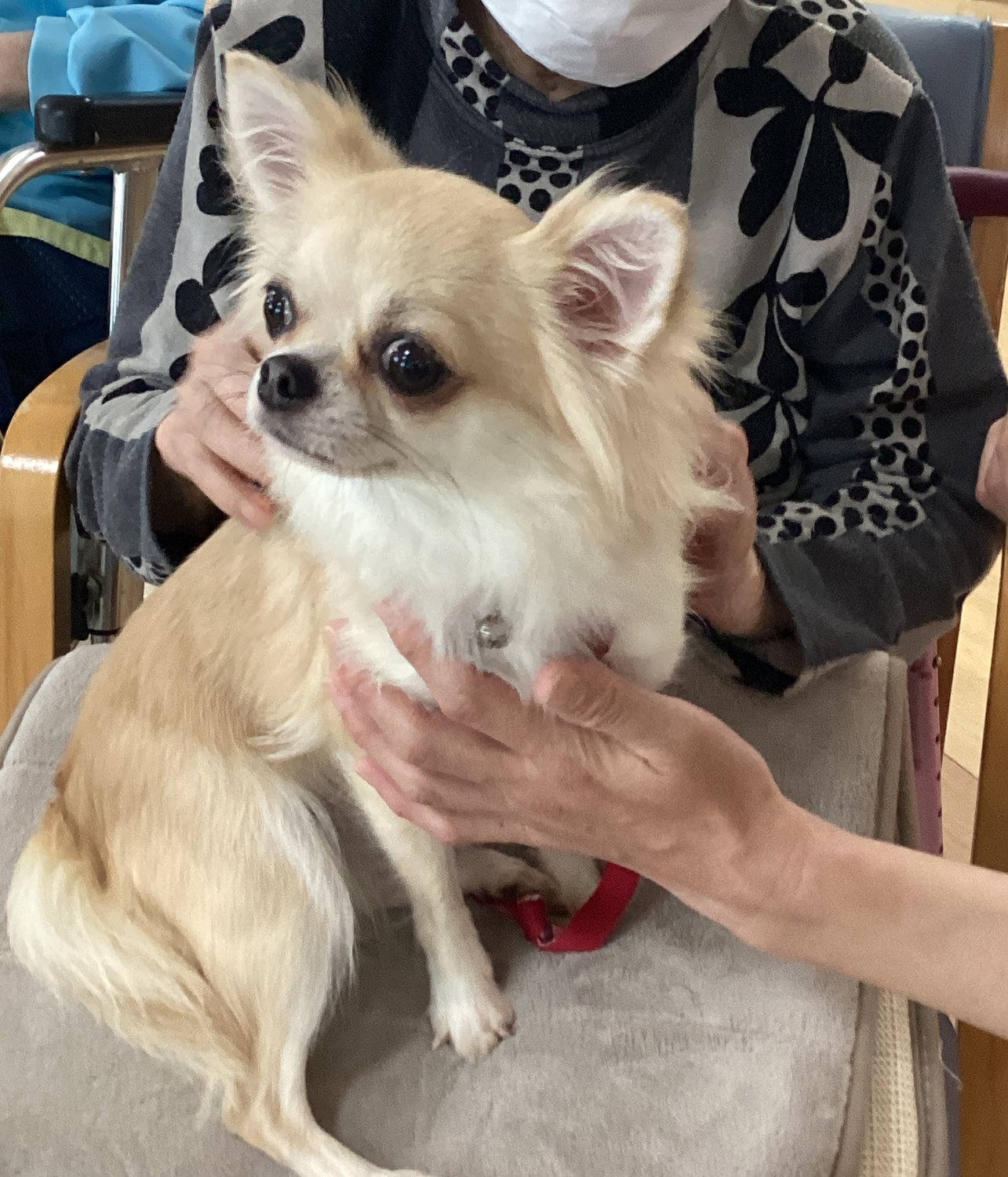 DOGボランティア