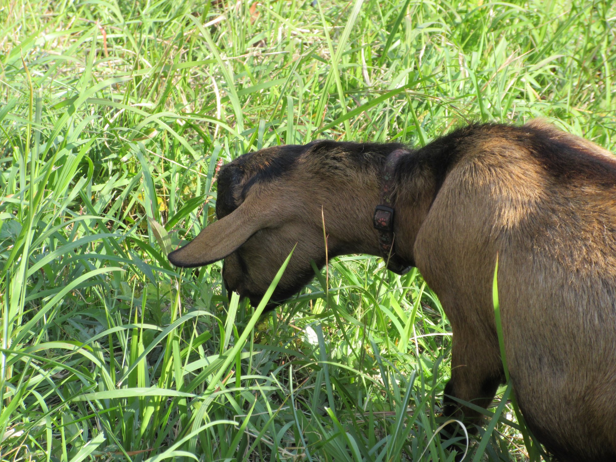11月のヤギさん除草隊